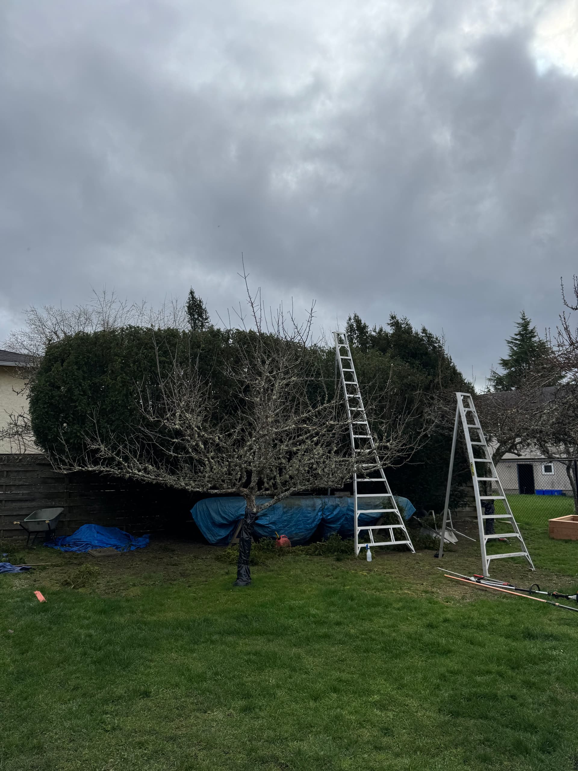 Gallery photos for Trimming Success: A Large Pacific Yew Makeover: Image #1