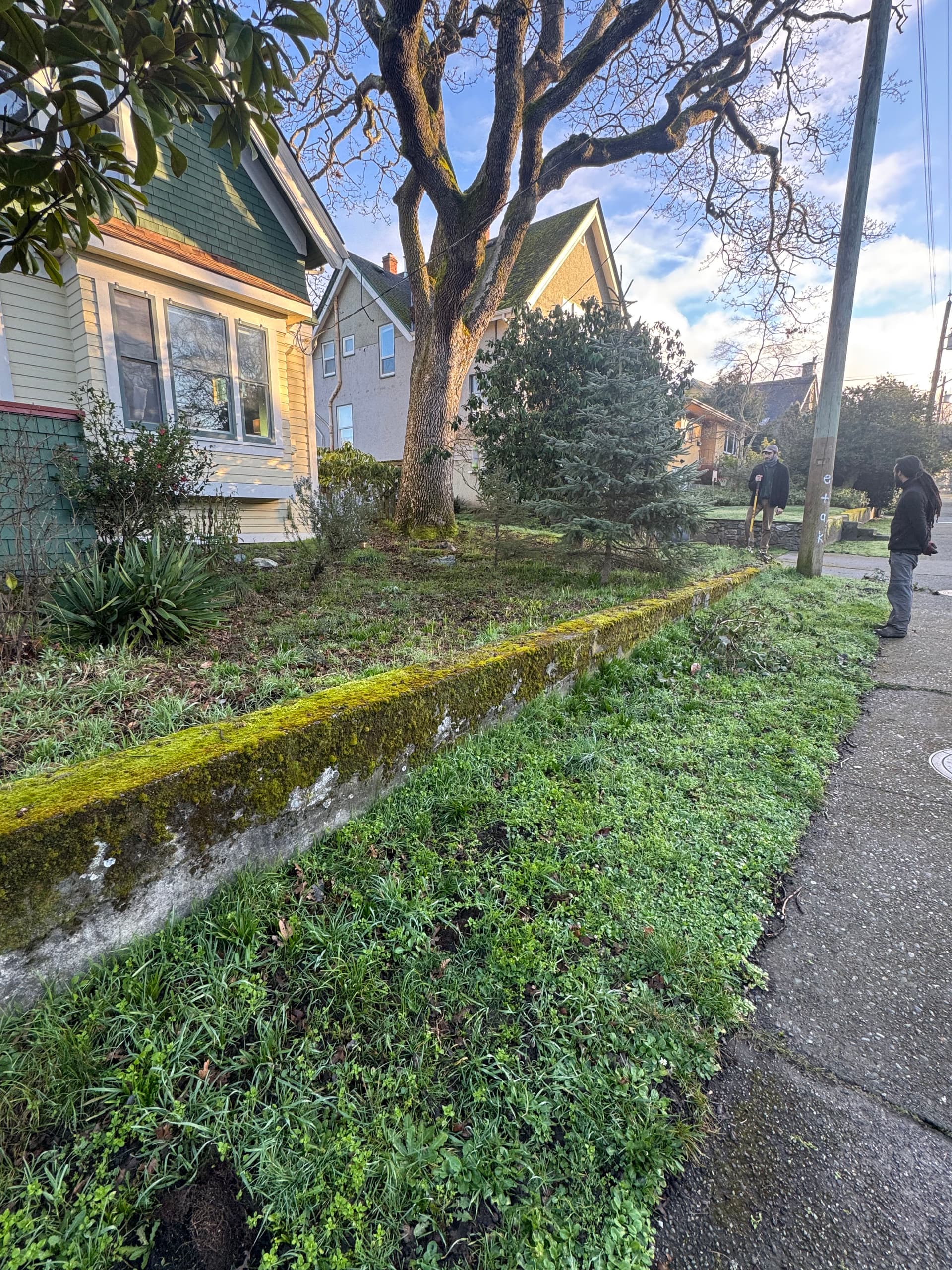 Landscape Cleanup Brings New Life to Neighborhood Sidewalk