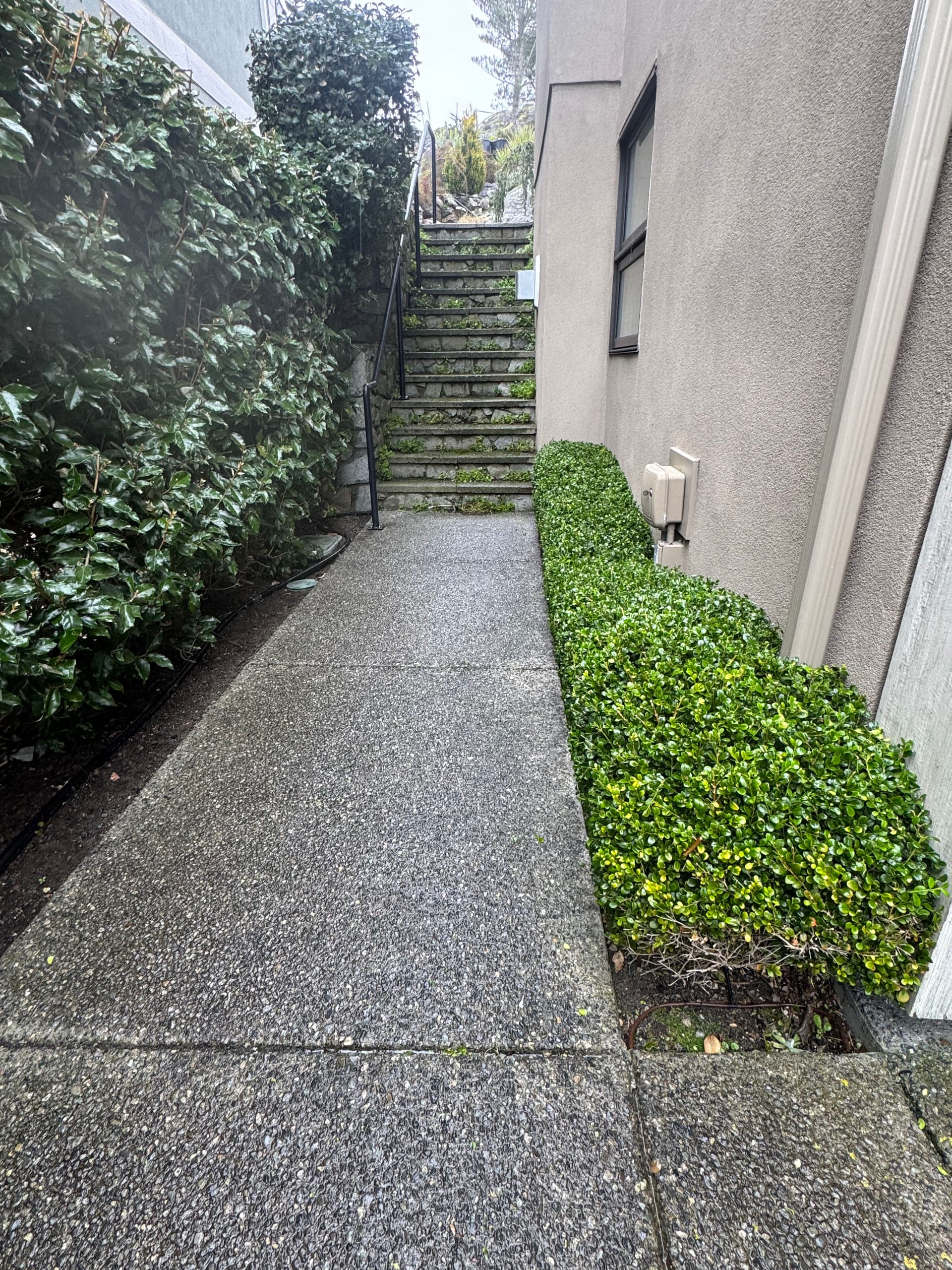 Gallery photos for Amazing Hedge Trimming and Landscape Cleanup: Image #1