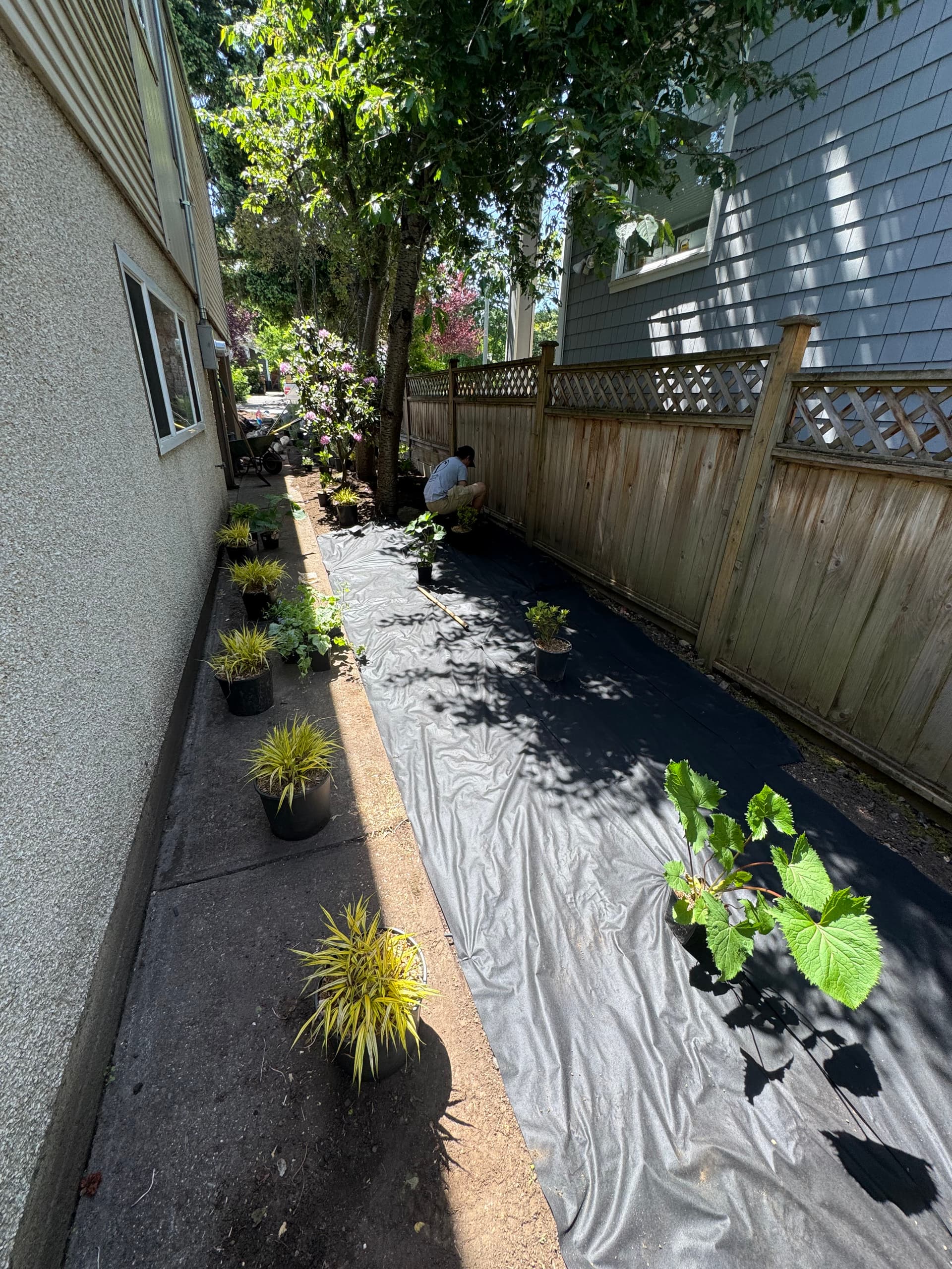 Gallery photos for Shade Garden Install That Actually Works in a Tricky Narrow Space: Image #1