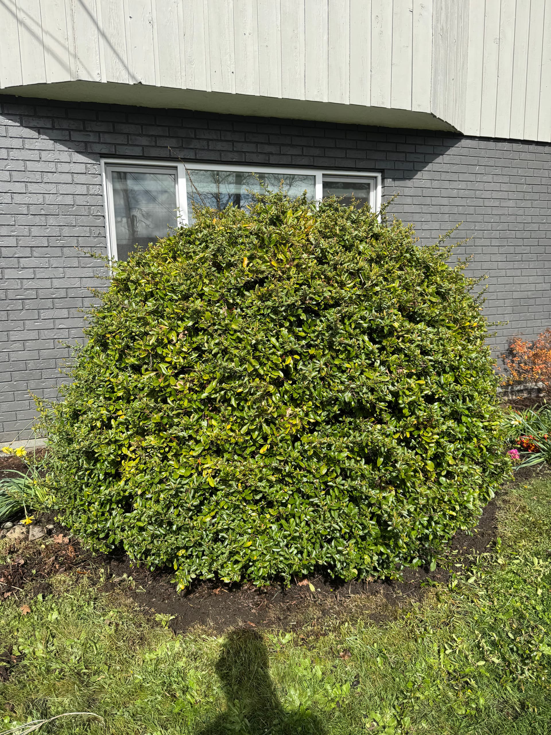 Gallery photos for Perfect Hedge Pruning for a Neat Look: Image #1