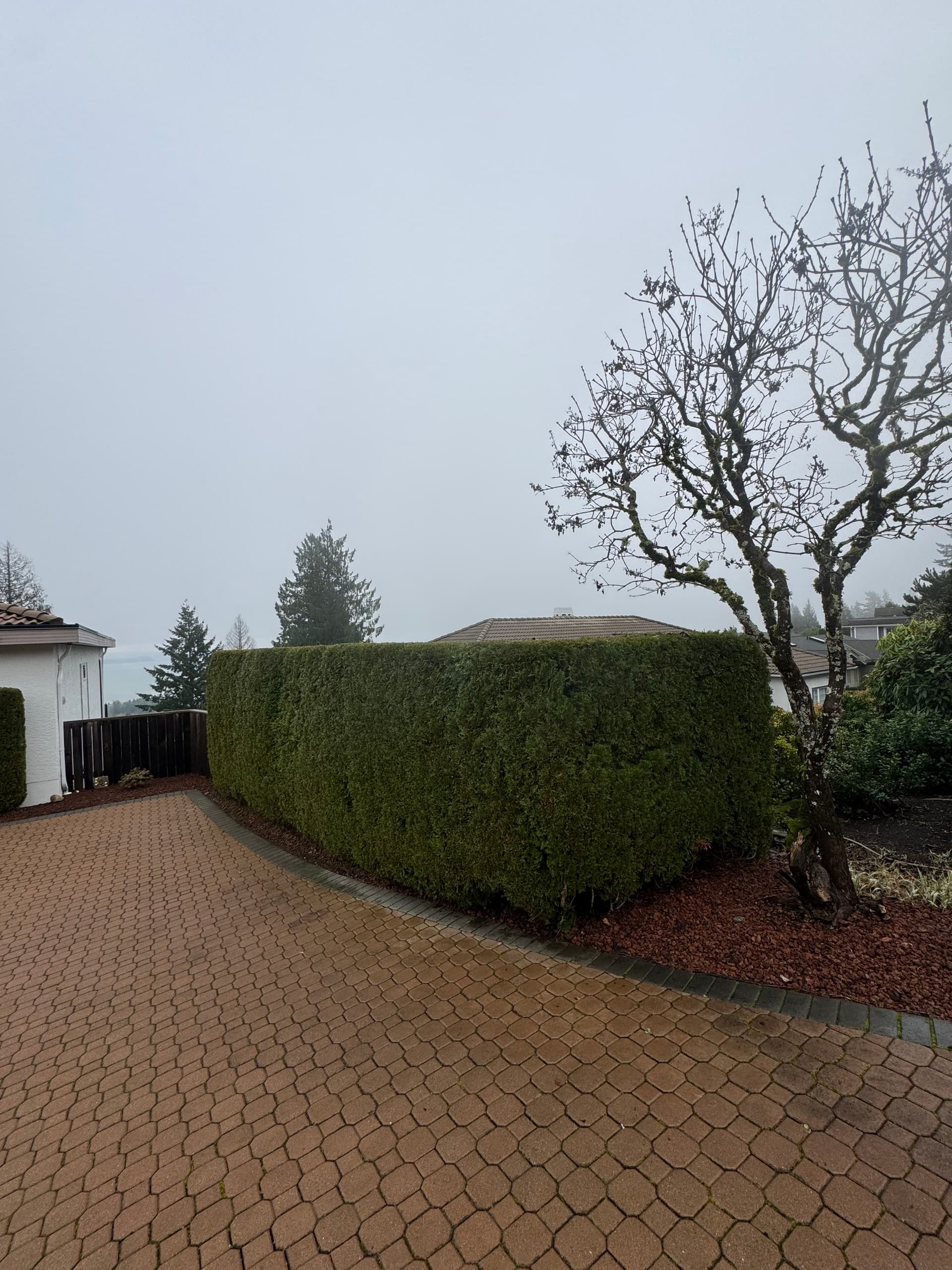 Creating a Cozy Holiday Pathway with Expert Hedge Trimming