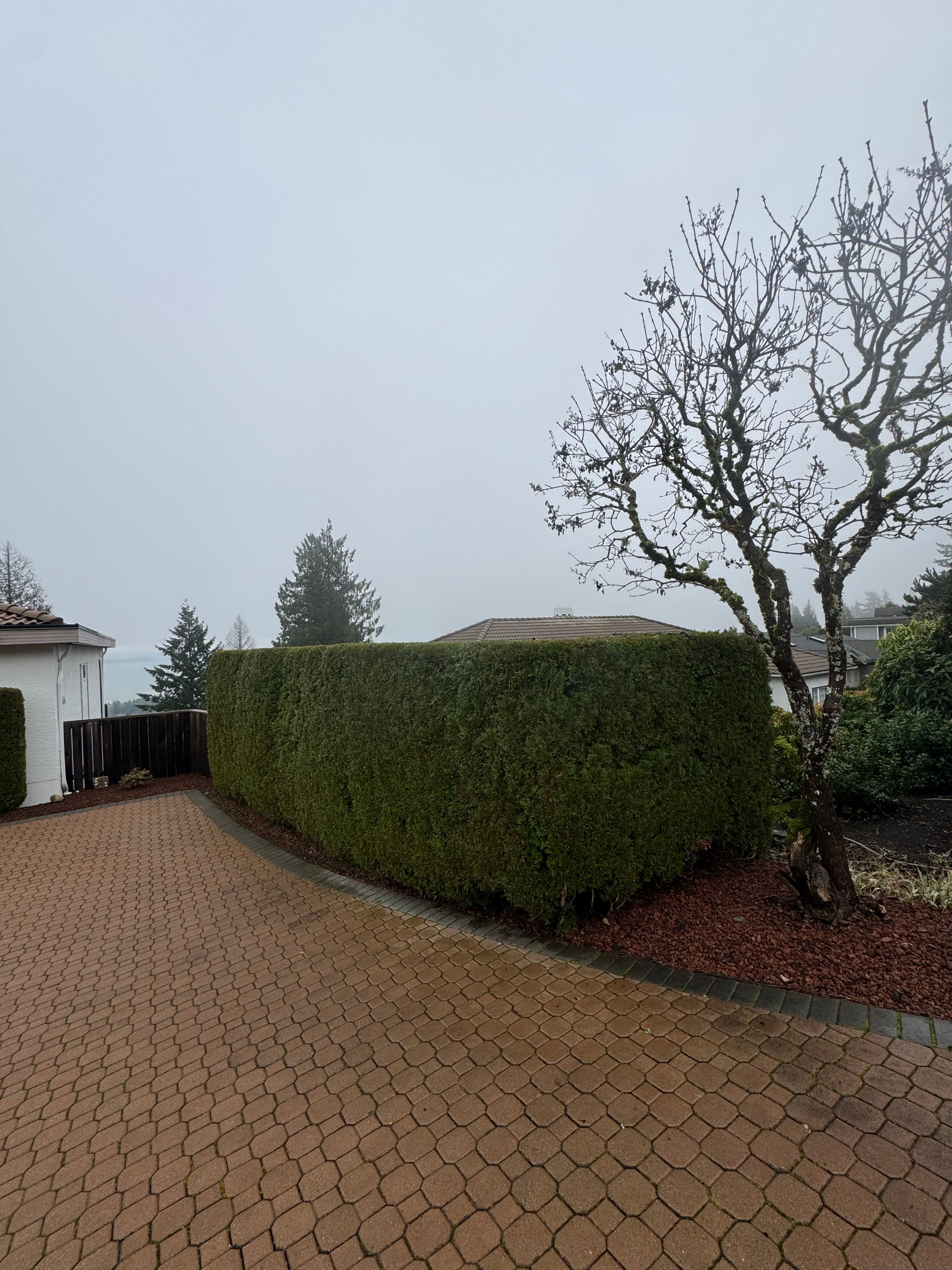Project Creating a Cozy Holiday Pathway with Expert Hedge Trimming image