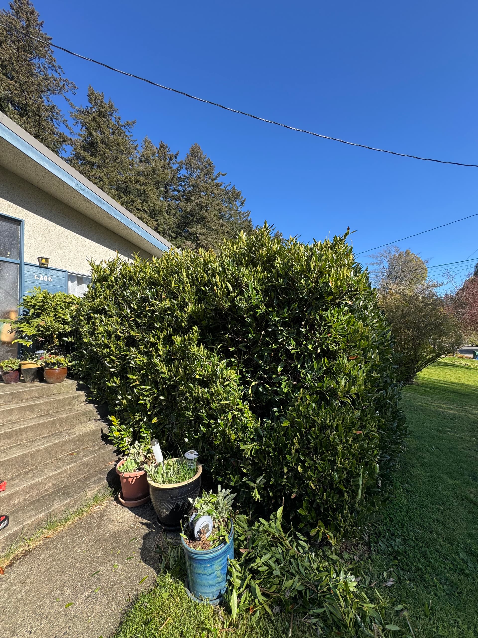 Gallery photos for Hard Pruning Overgrown Laurels Back Into Shape: Image #1