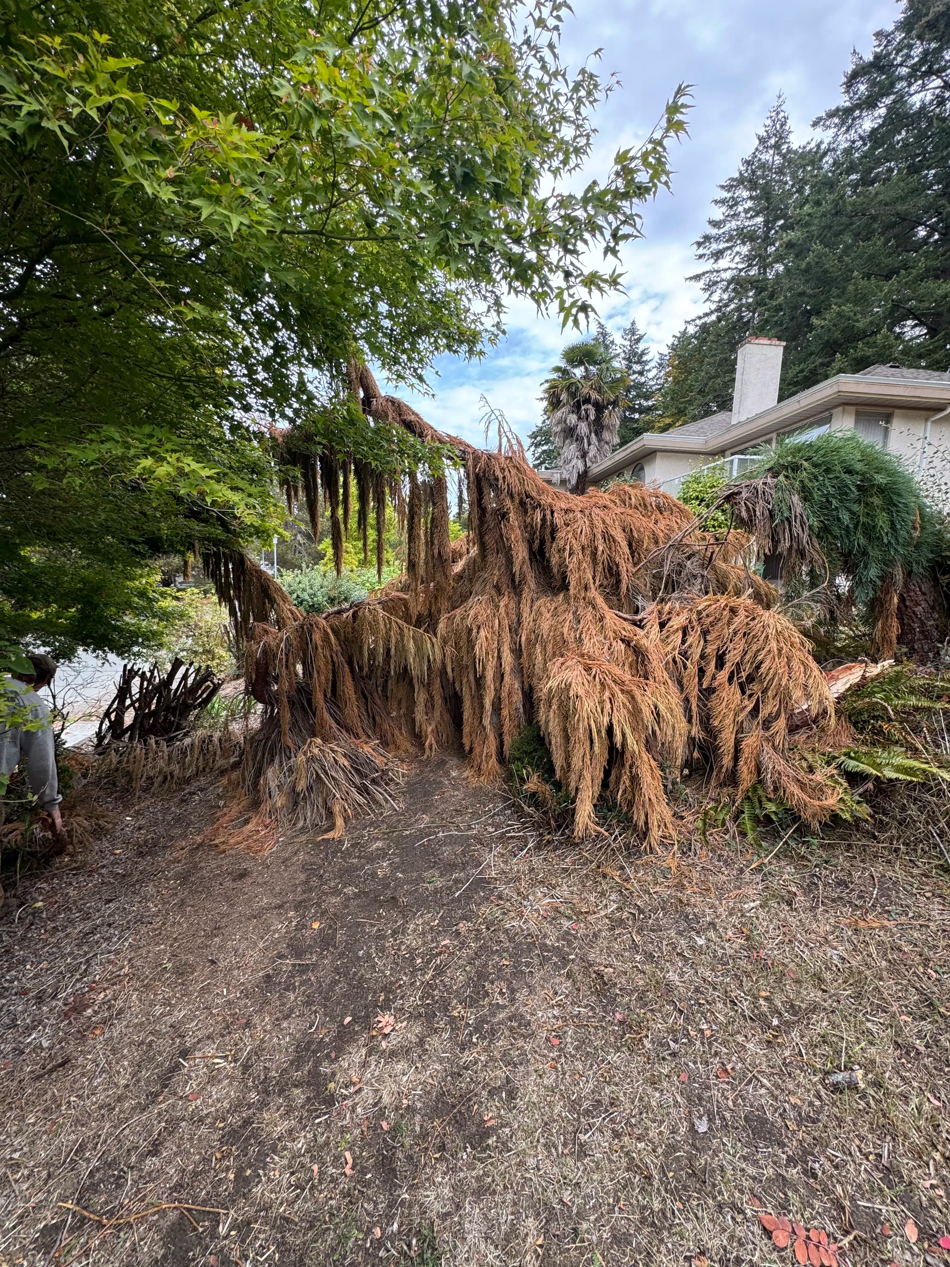 Project Dead Tree Removal and Garden Cleanup Done Right image