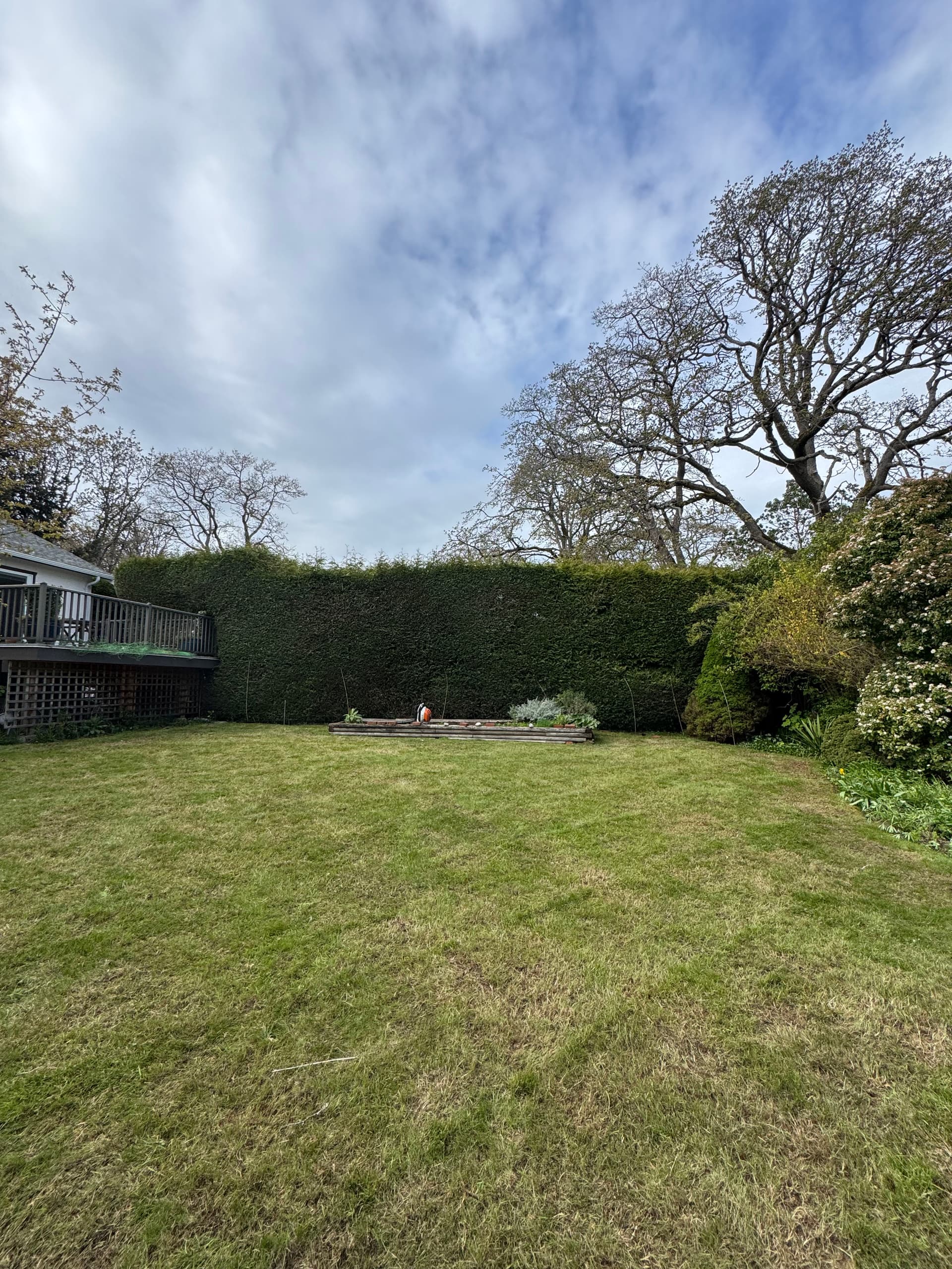 Gallery photos for Cedar Hedge Trimming That Makes a Yard Feel Complete: Image #1