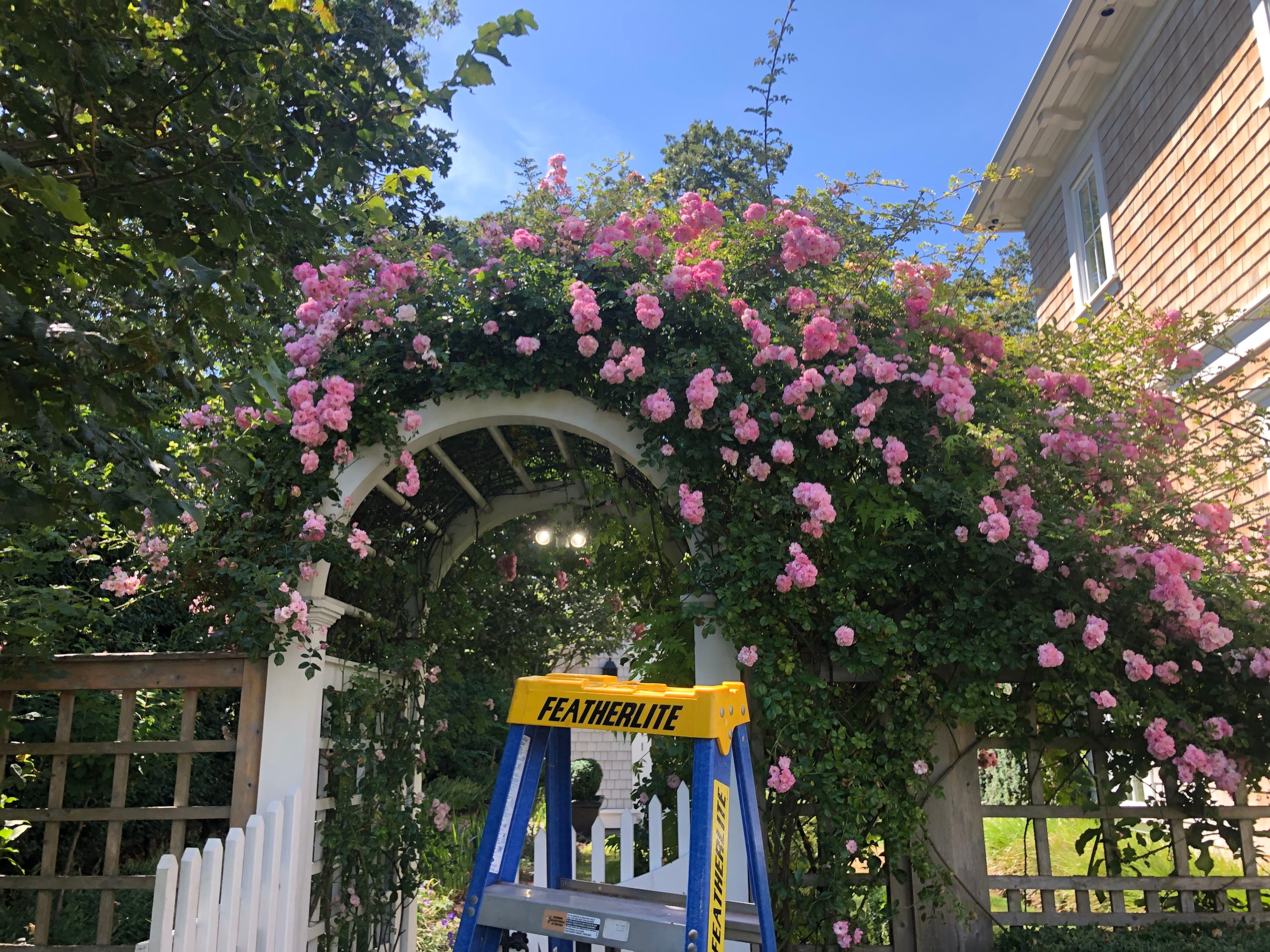 Project Create a Floral Paradise for Sunny Days image