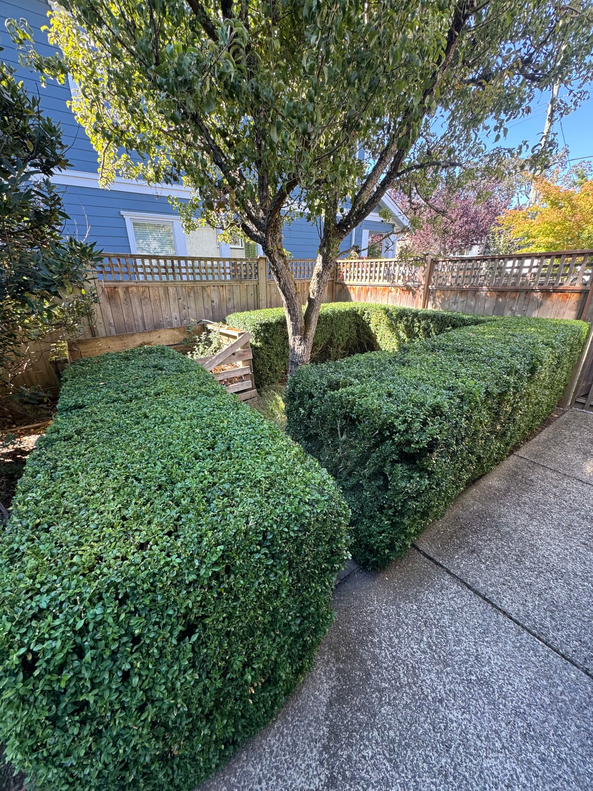 Gallery photos for Clean Hedge Lines That Make the Whole Yard Look Sharp: Image #1