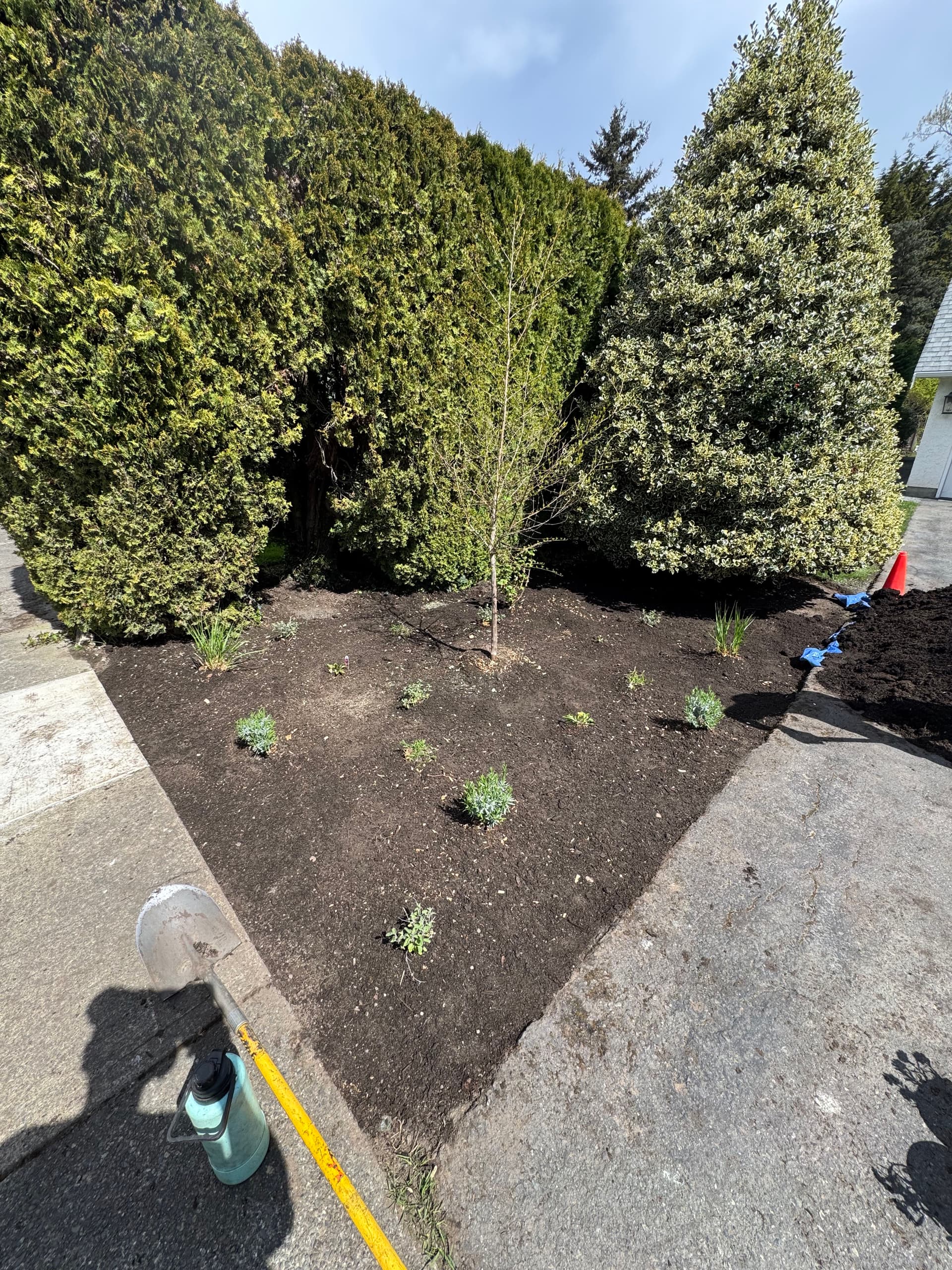 Gallery photos for Bare Grass Strip Gets a Full Pollinator Planting Bed: Image #3