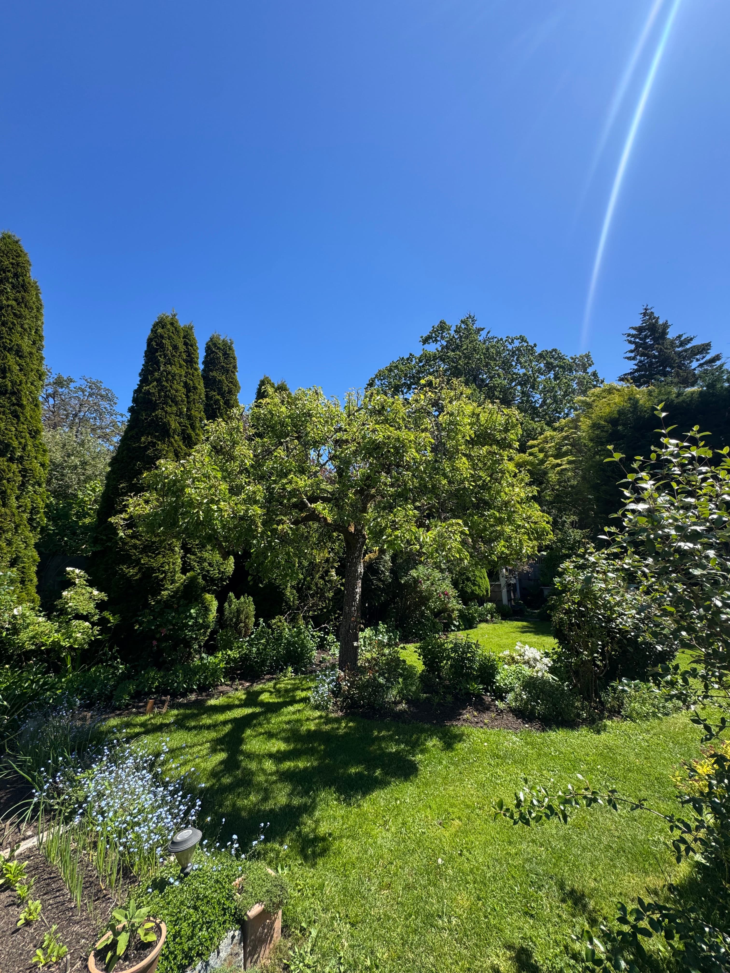 Project Hard Pruning a Mature Tree and Watching It Come Back image