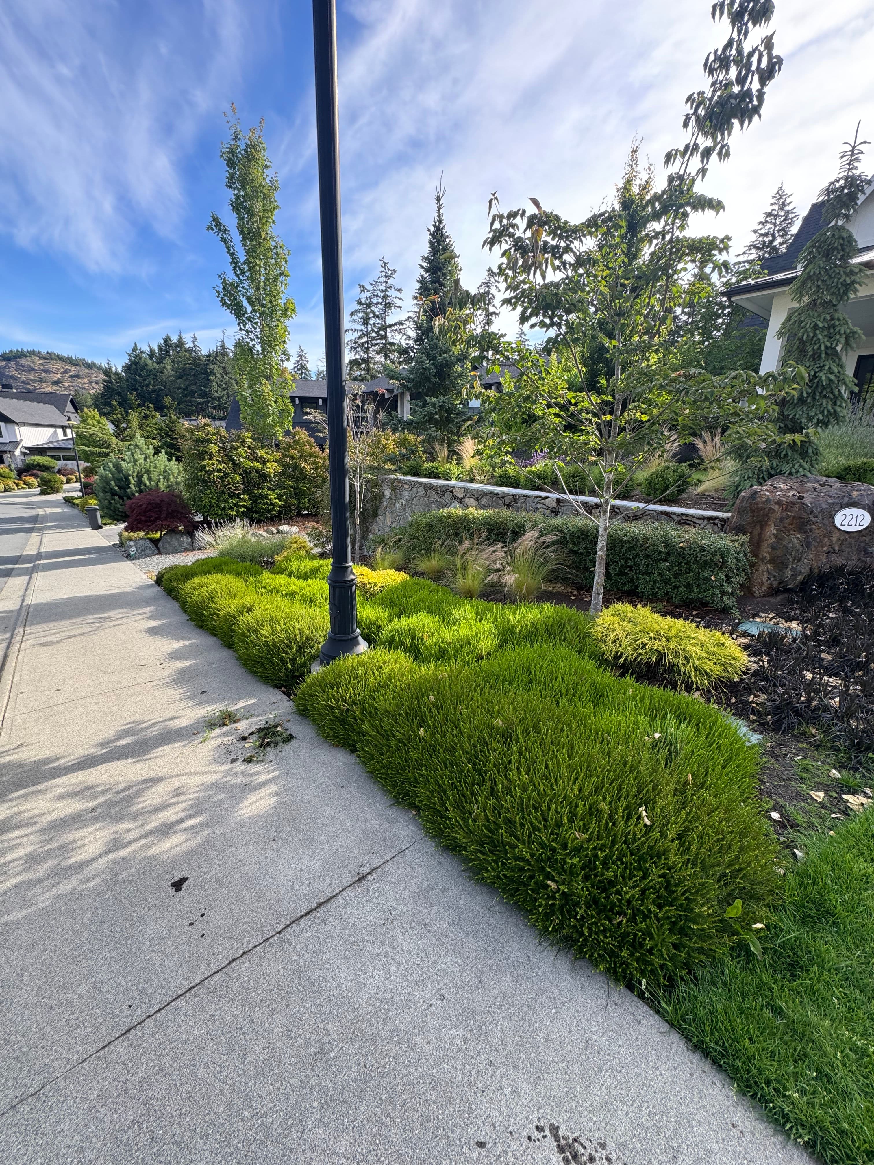 Project Heather Pruning That Makes the Whole Yard Look Sharp image