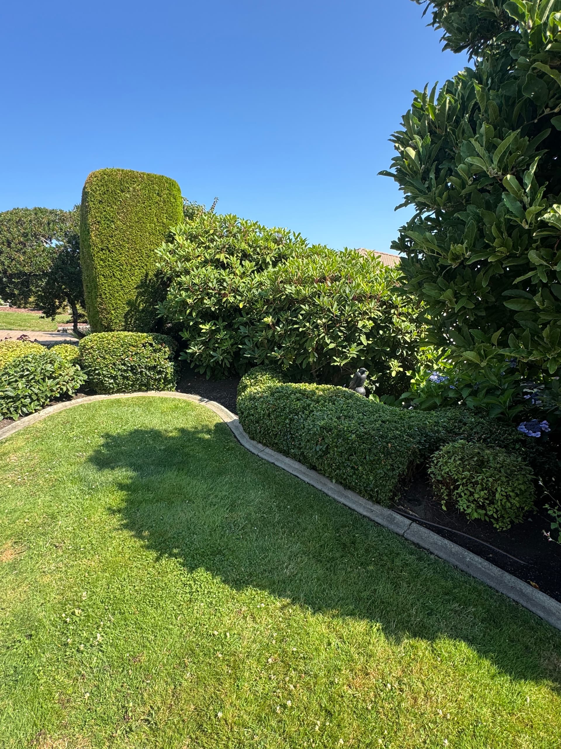 Mid-Summer Hedge Tidy-Up That Keeps Your Garden Under Control