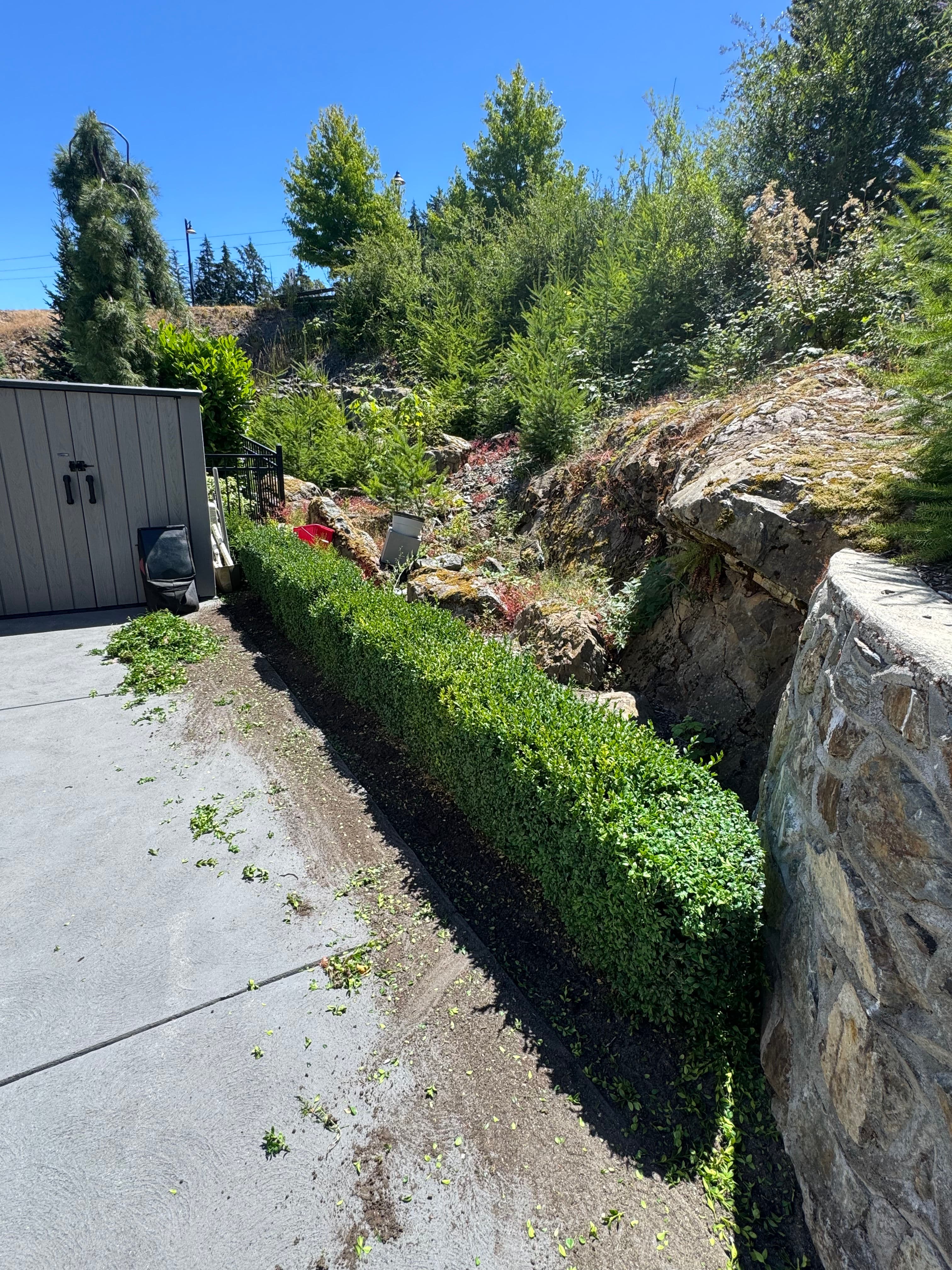 Project Clean Hedge Trim Along a Driveway That Needed a Haircut image