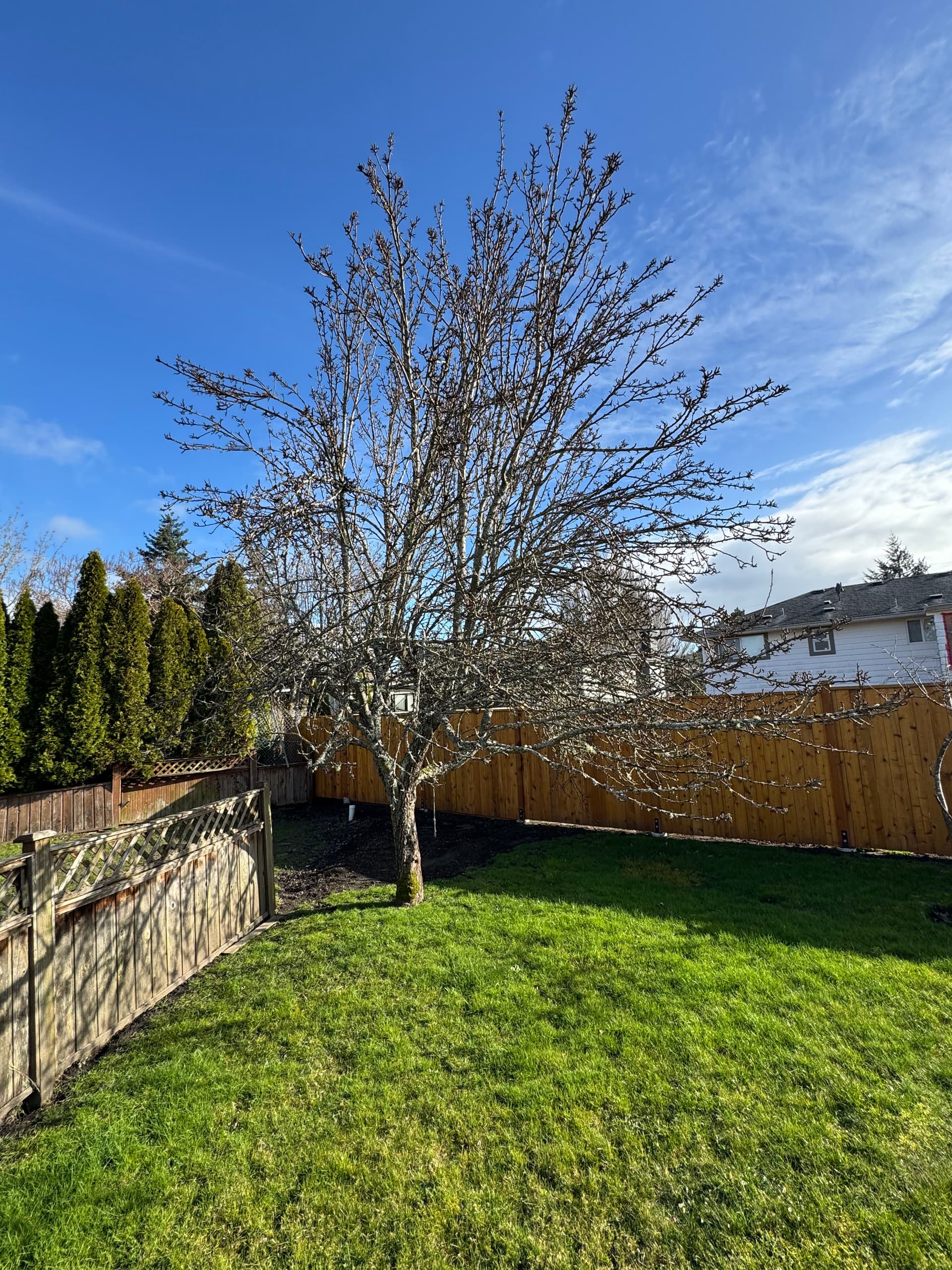 Tree Trimming Journey for a Healthier Garden image