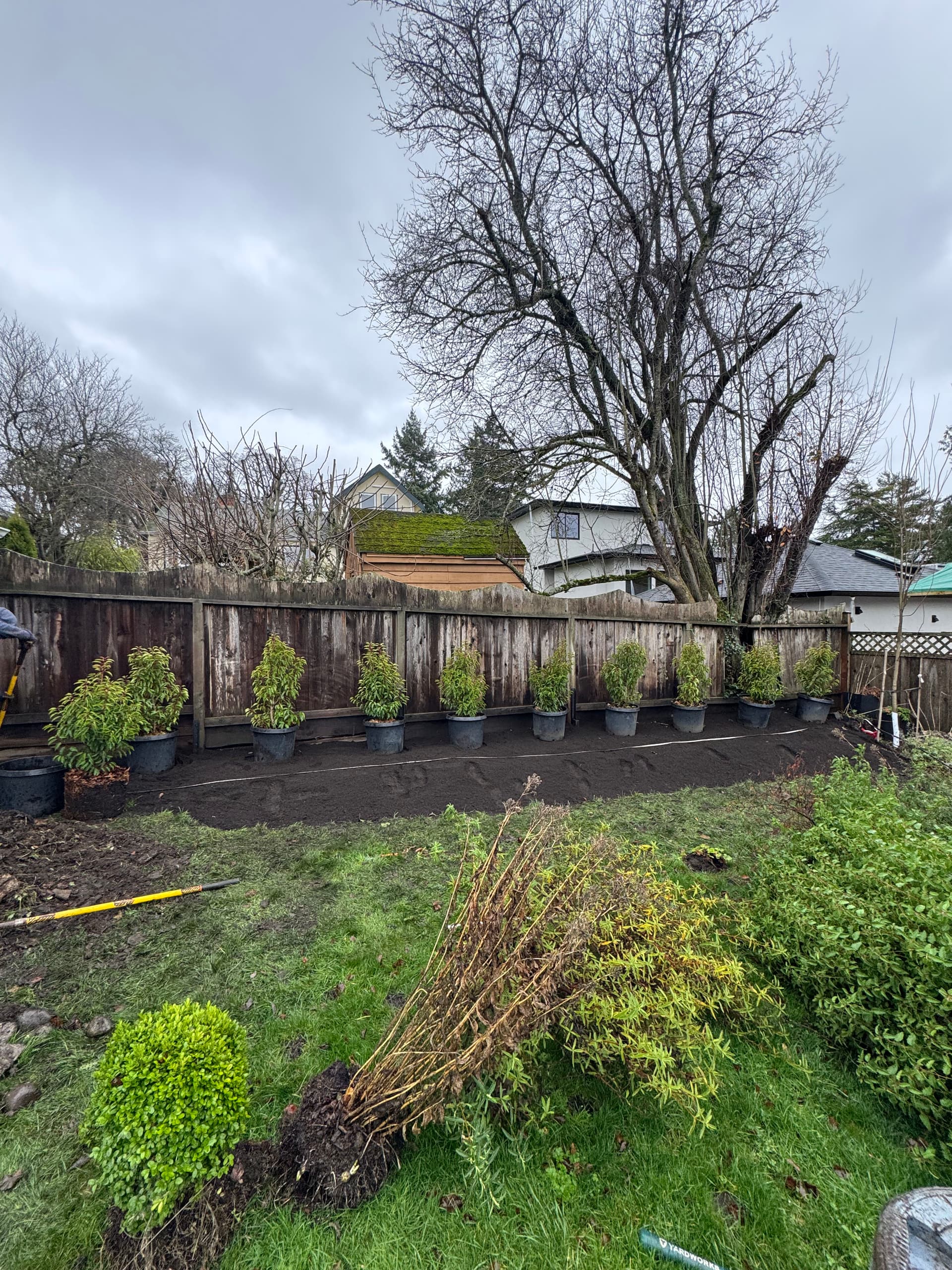 Gallery photos for Garden Refresh with Portuguese Laurel Hedge Installation: Image #2