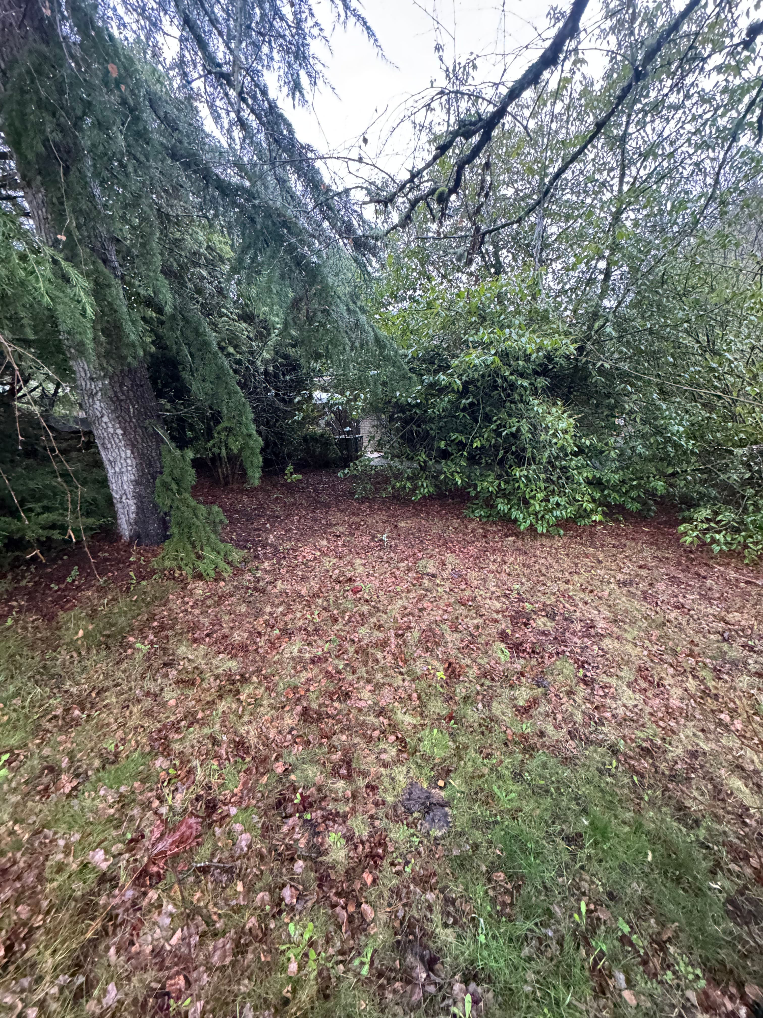 Project Transform Your Outdoor Space with Expert Landscape Cleanup image