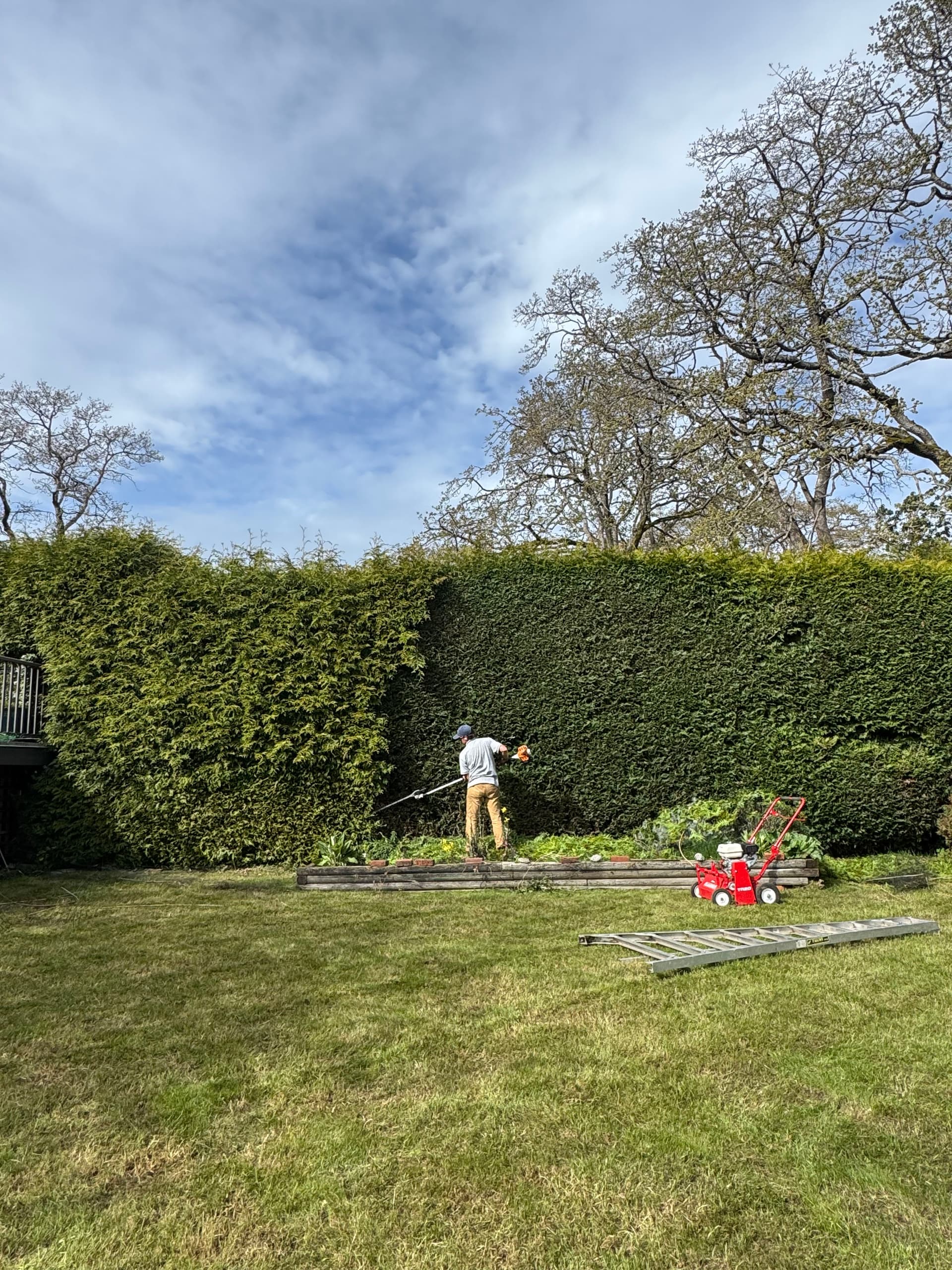 Cedar Hedge Trimming That Makes a Yard Feel Complete image