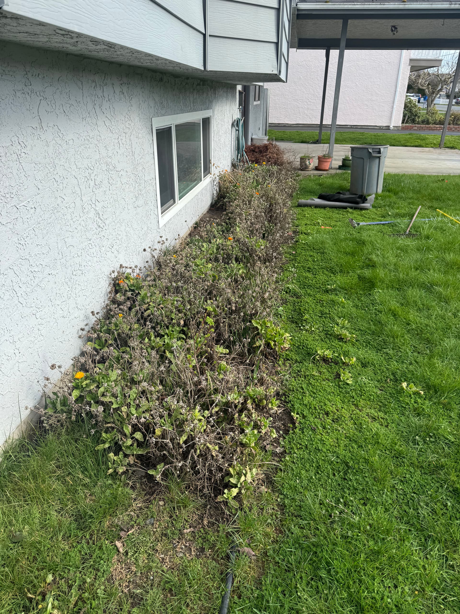 Gallery photos for From Overgrown to Stunning Garden Oasis: Image #4