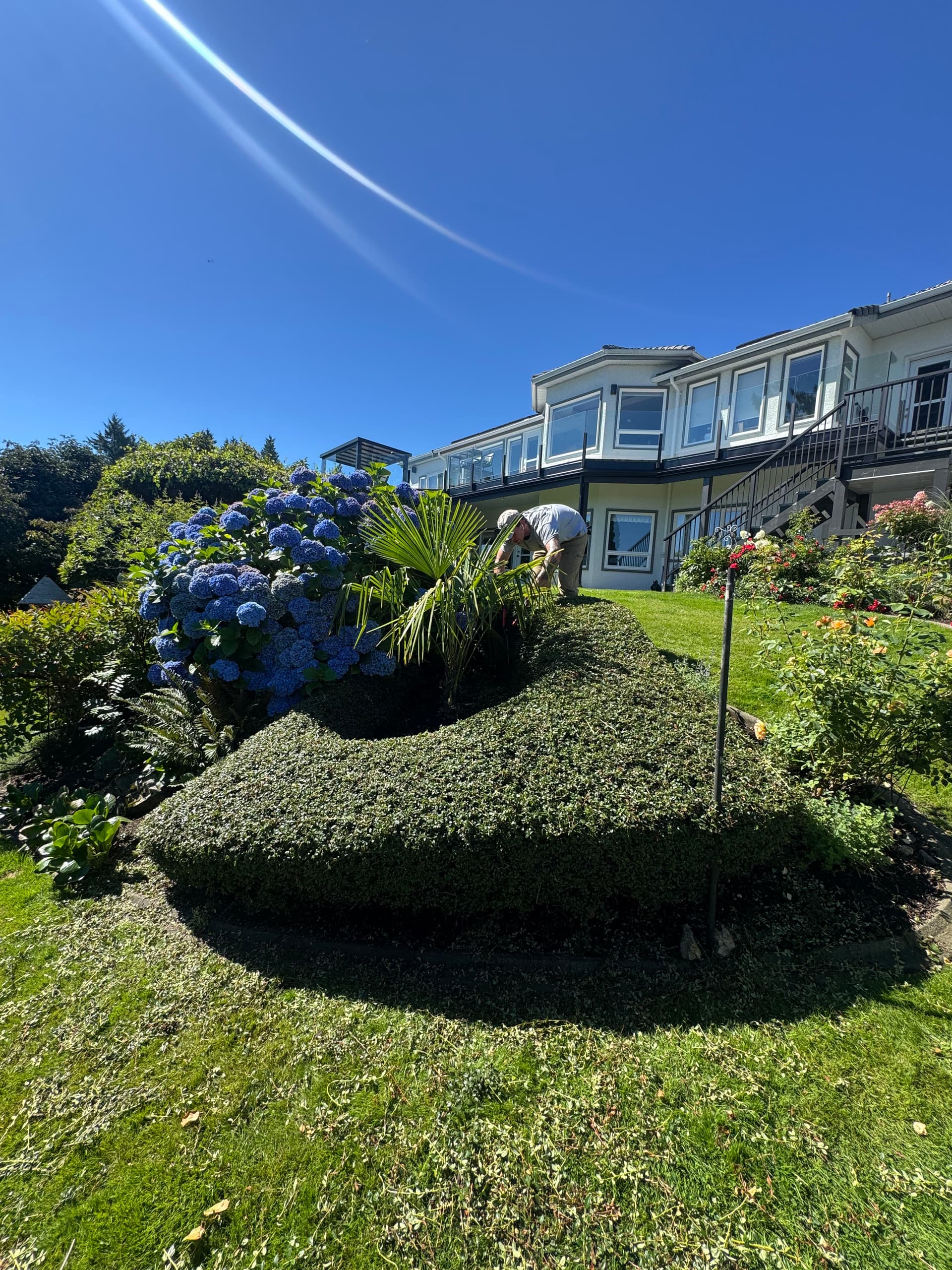 Sharp Shrub Trimming That Makes the Whole Yard Pop