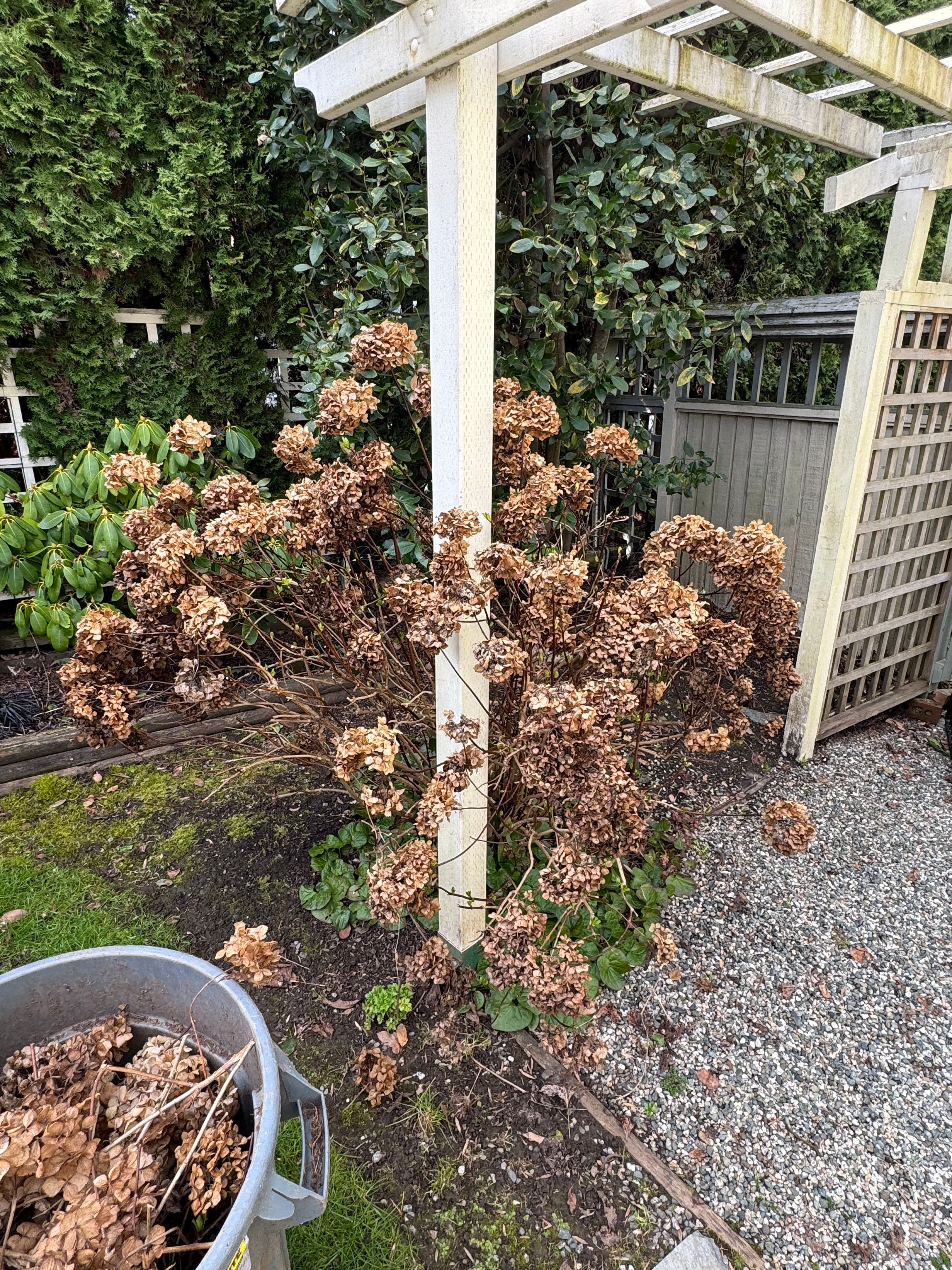 Project Spring Refresh with Our Expert Pruning and Garden Maintenance image