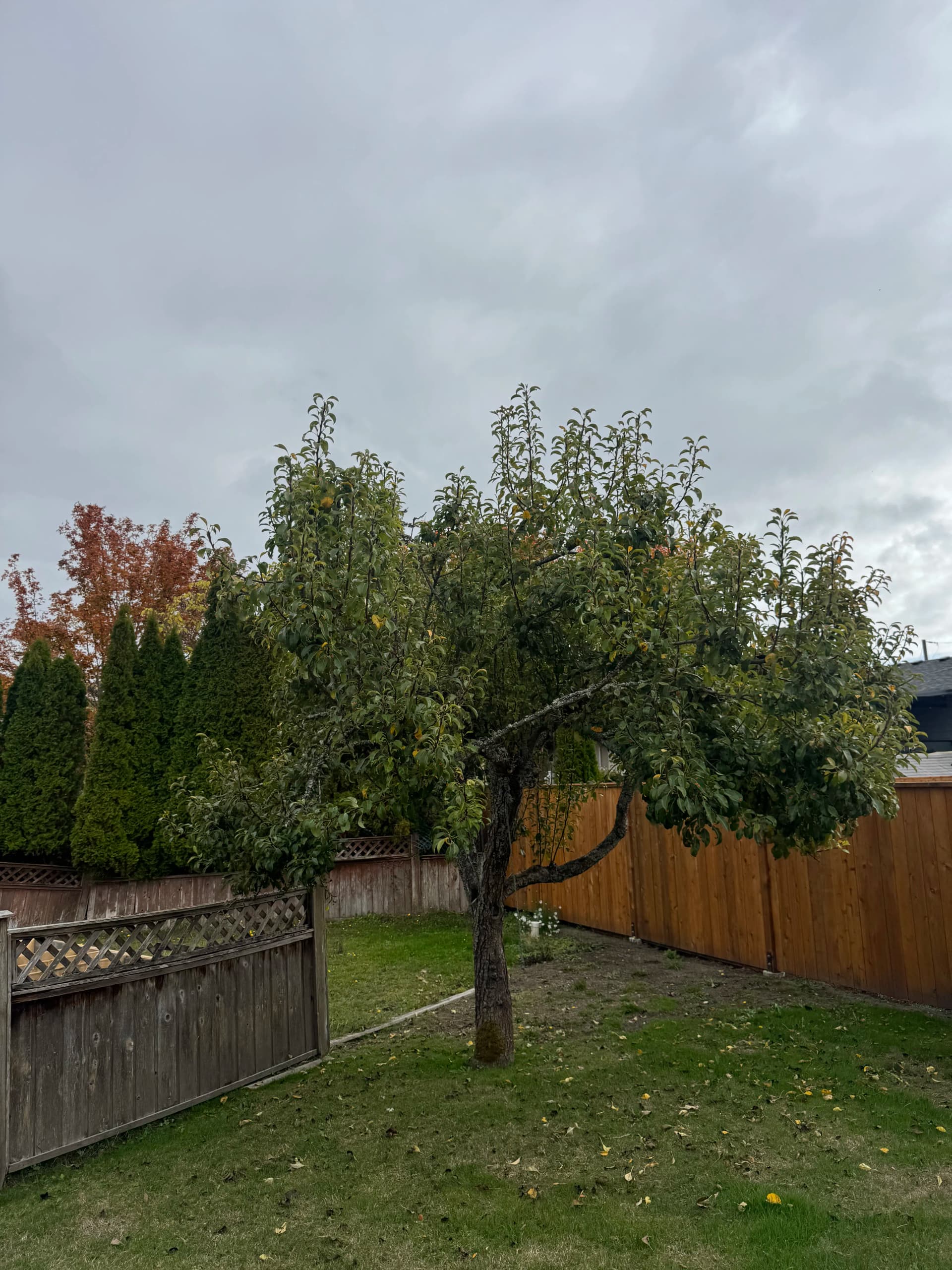 Hard Pruning a Fruit Tree That Needed a Reset image