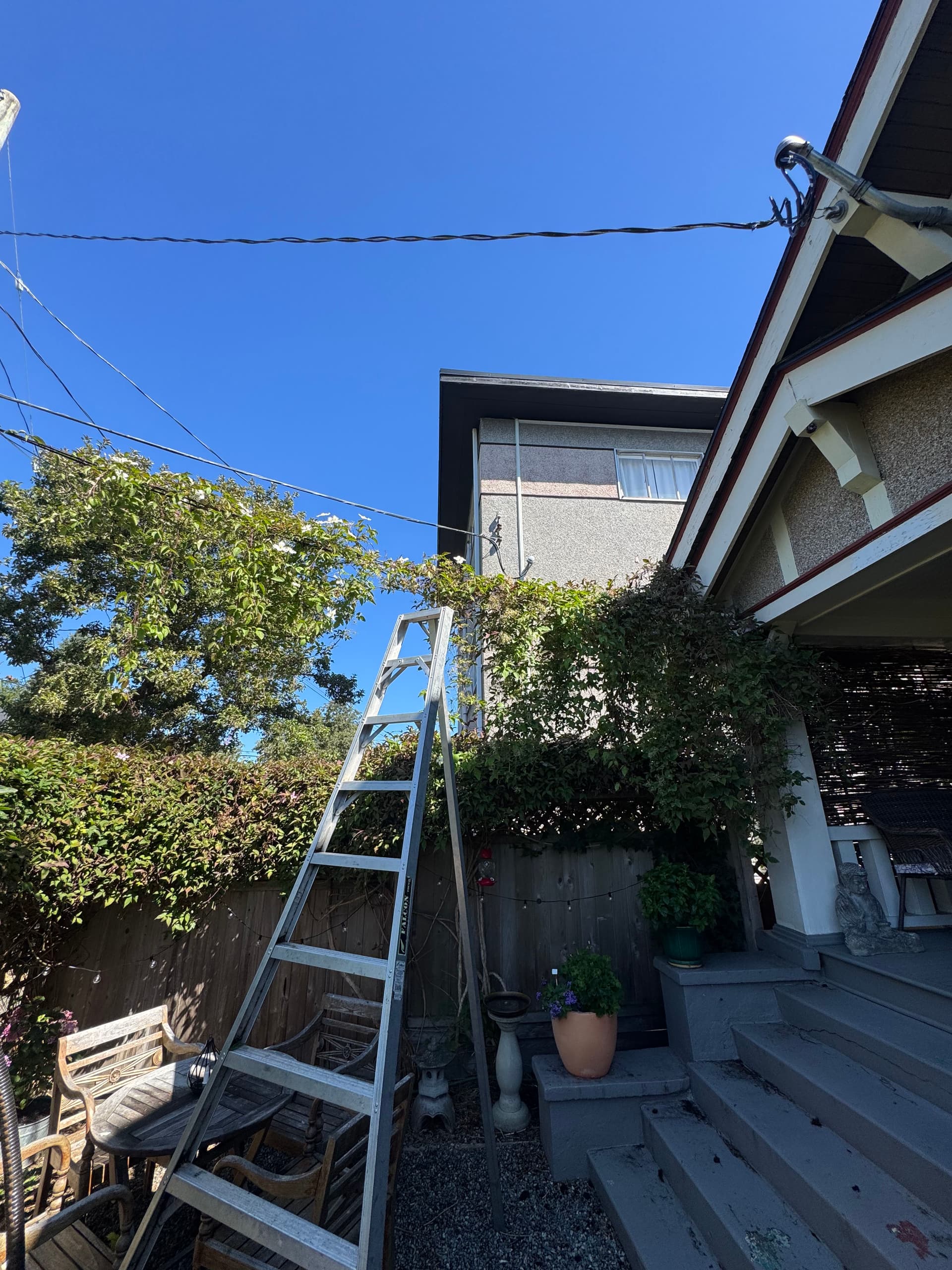 Clematis Pruning to Protect a Victoria Home's Perimeter