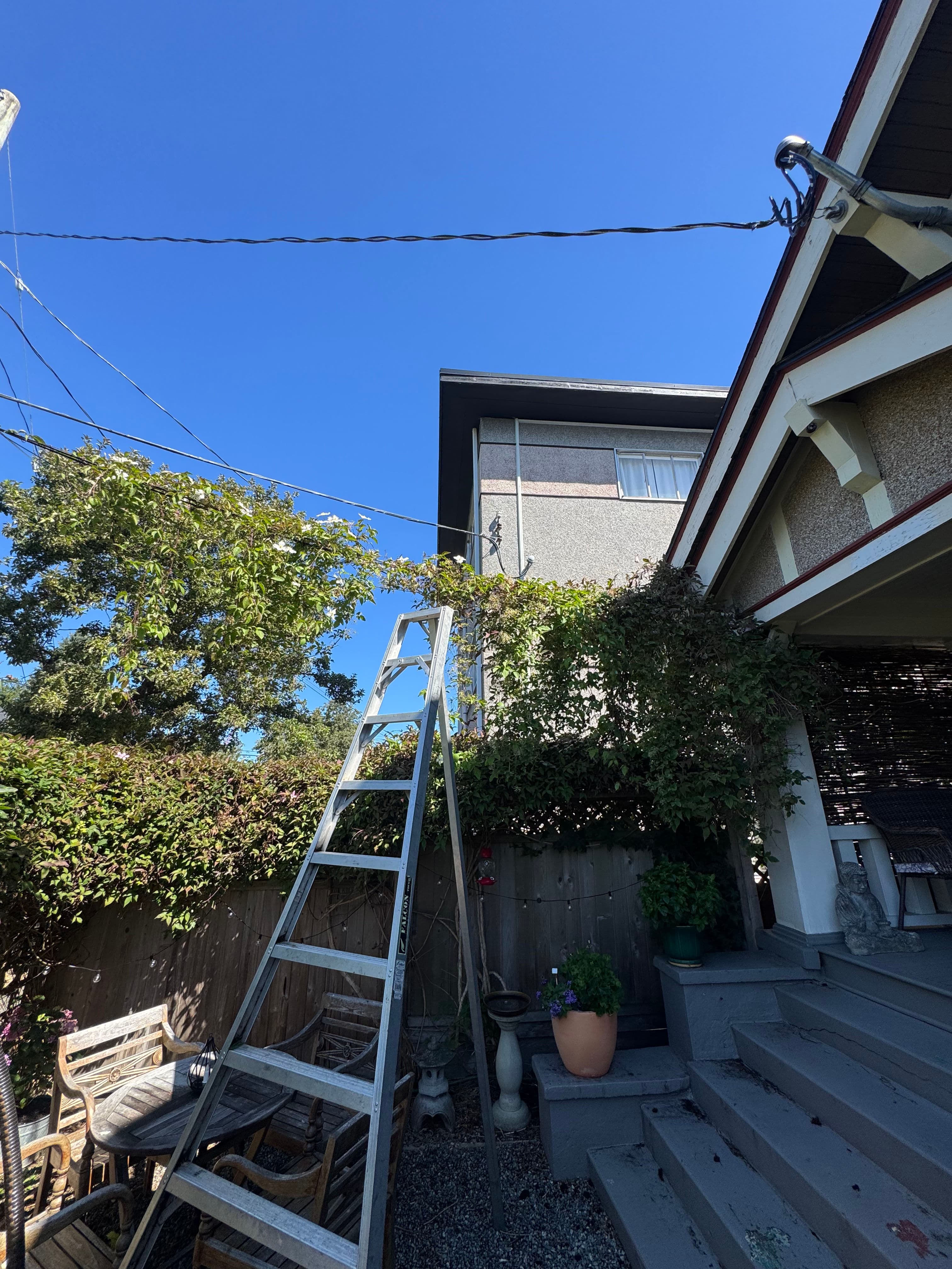 Project Clematis Pruning to Protect a Victoria Home's Perimeter image