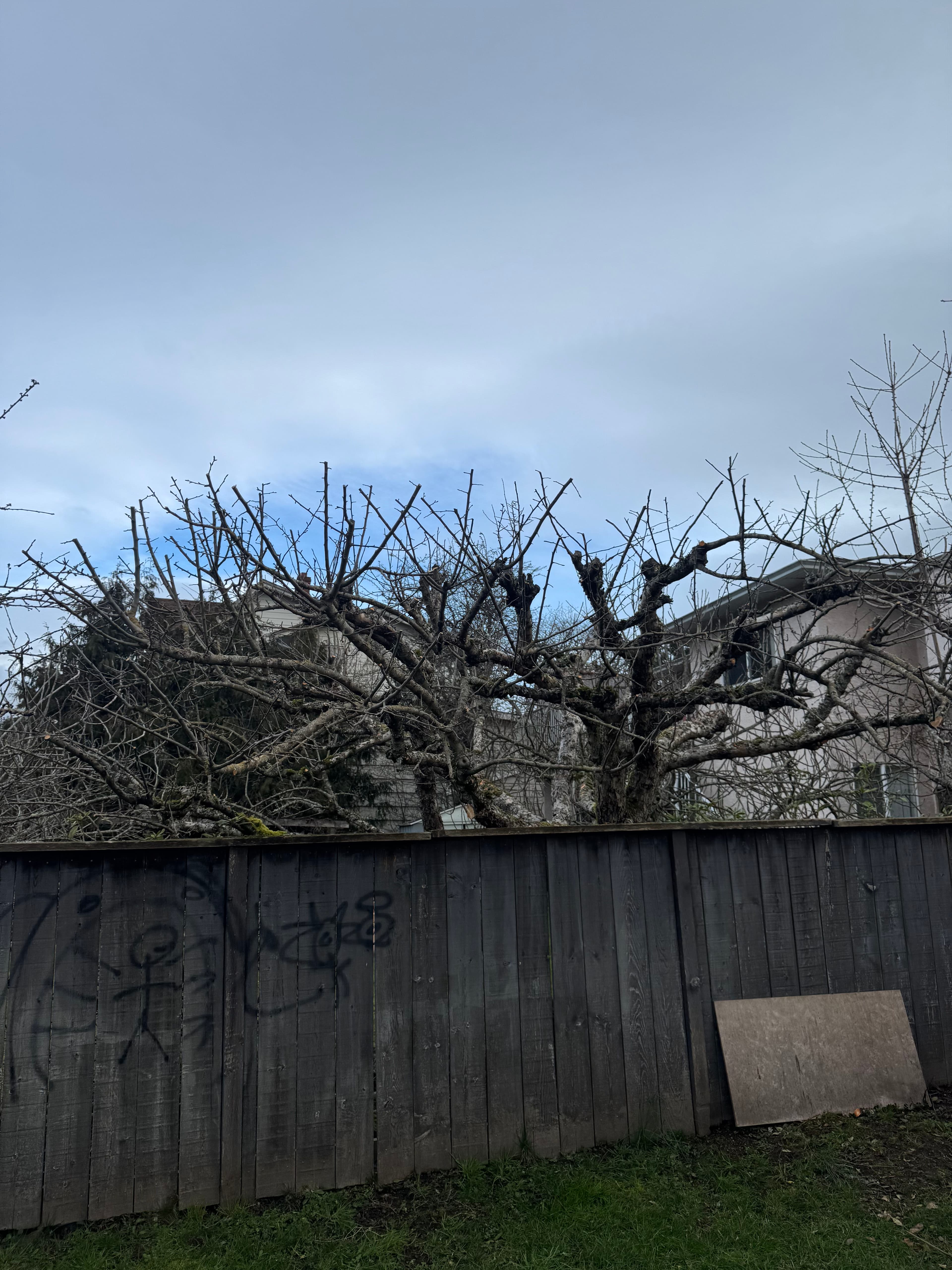 Project Fruit Tree Transformation with Pruning Magic image