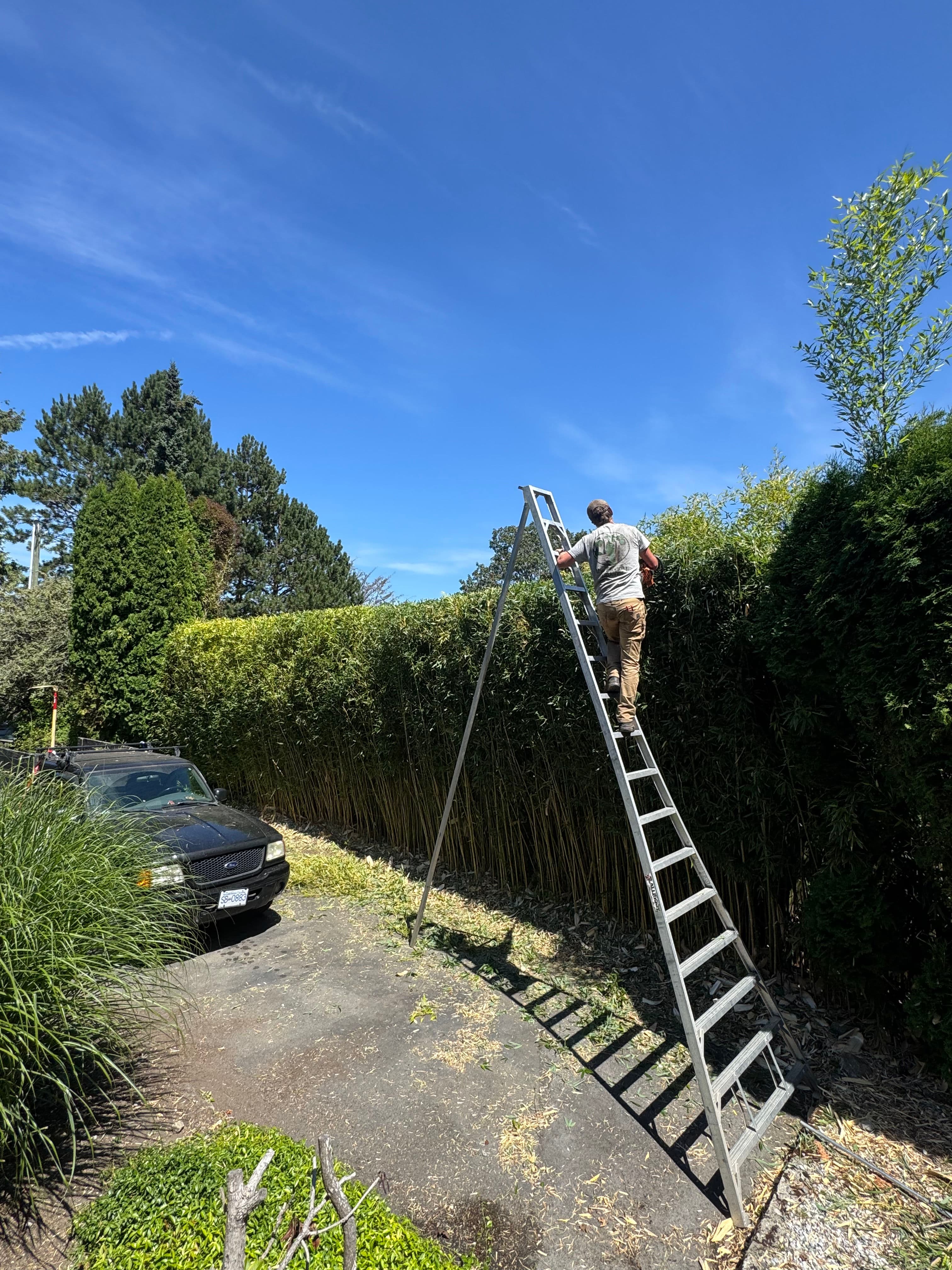 Project Bamboo Hedge Trimmed to a Clean, Sharp Finish image