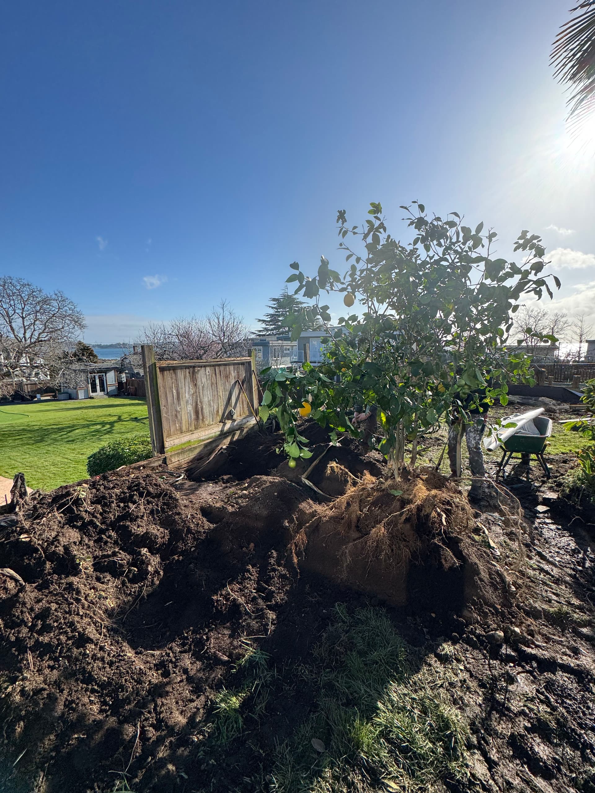 Gallery photos for Successful Indoor Lemon Tree Transplant: Image #1