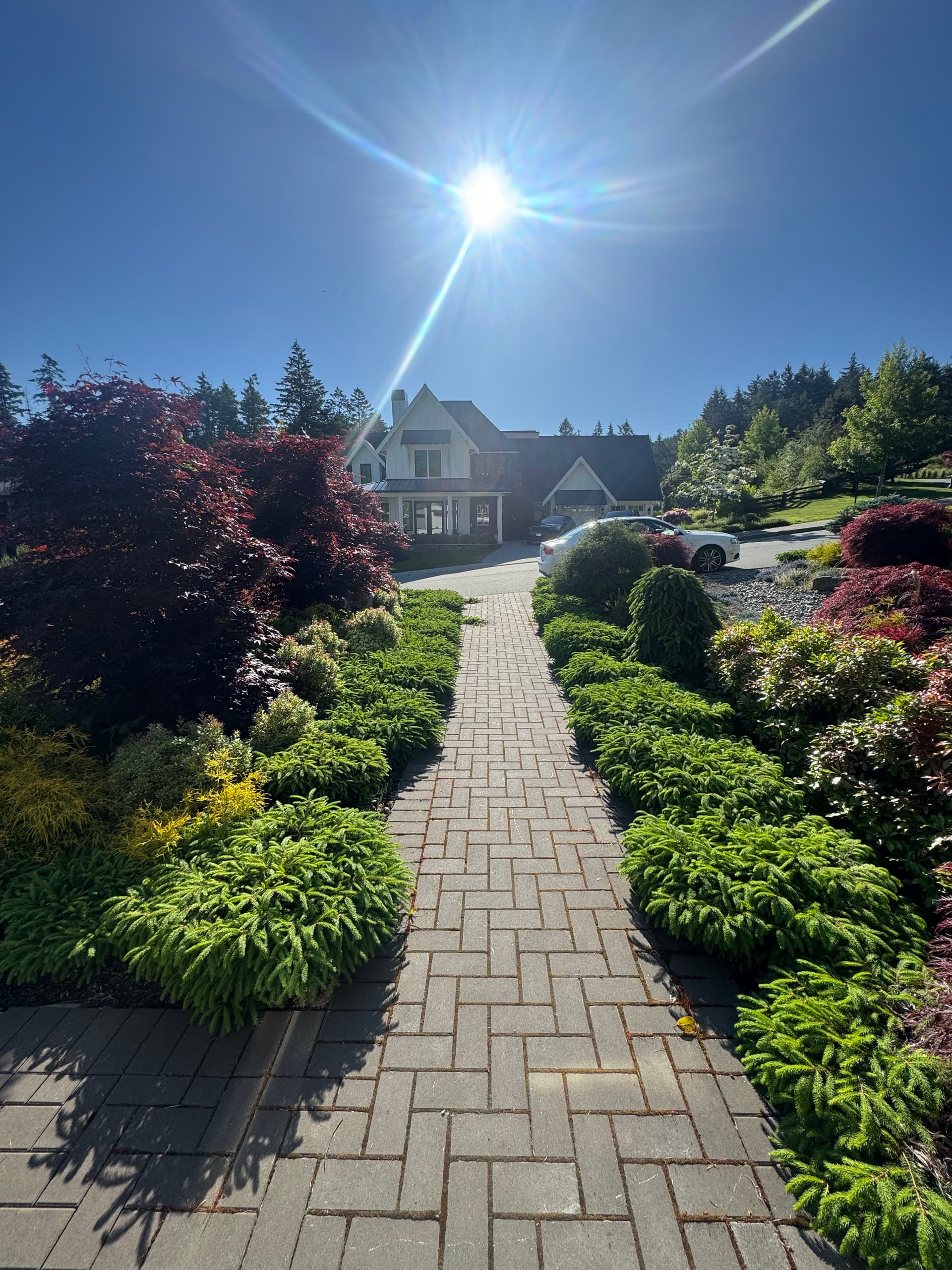 Why Regular Conifer Trimming Keeps Your Yard Looking Sharp image