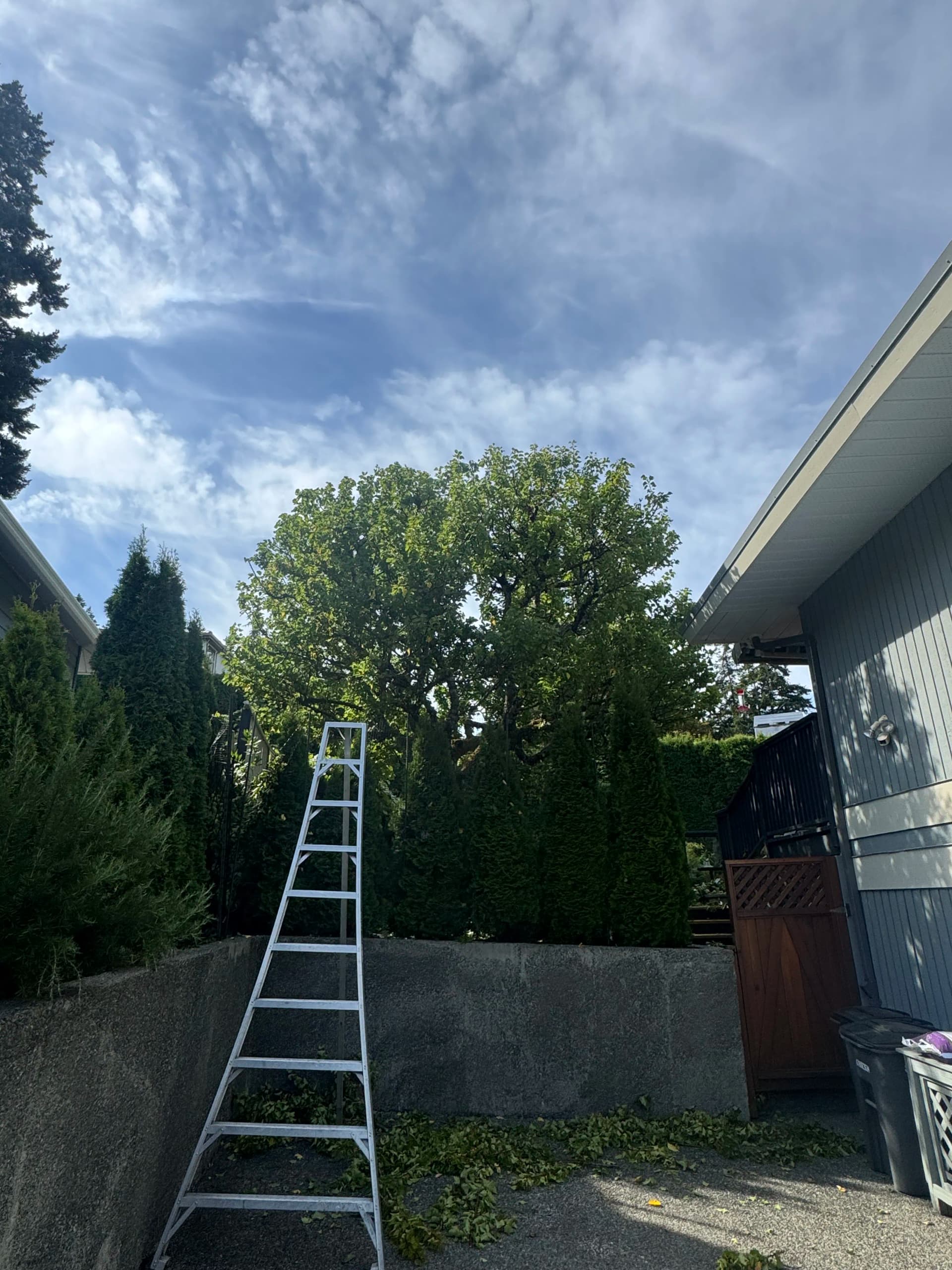 Cherry Tree Cleanup That Made the Whole Yard Pop