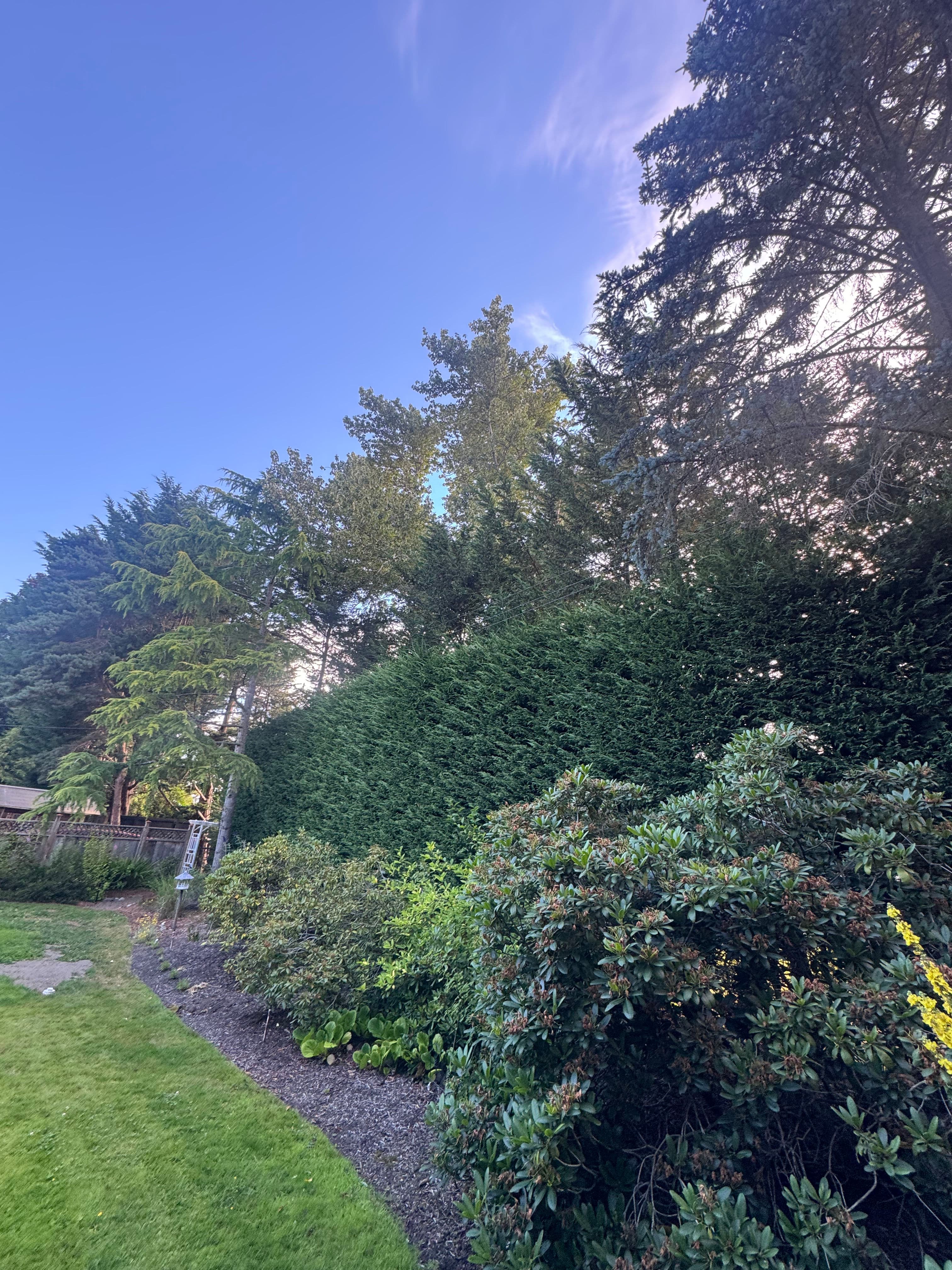 Project Big Hedge, Clean Finish - Hedge Trimming Done Right image