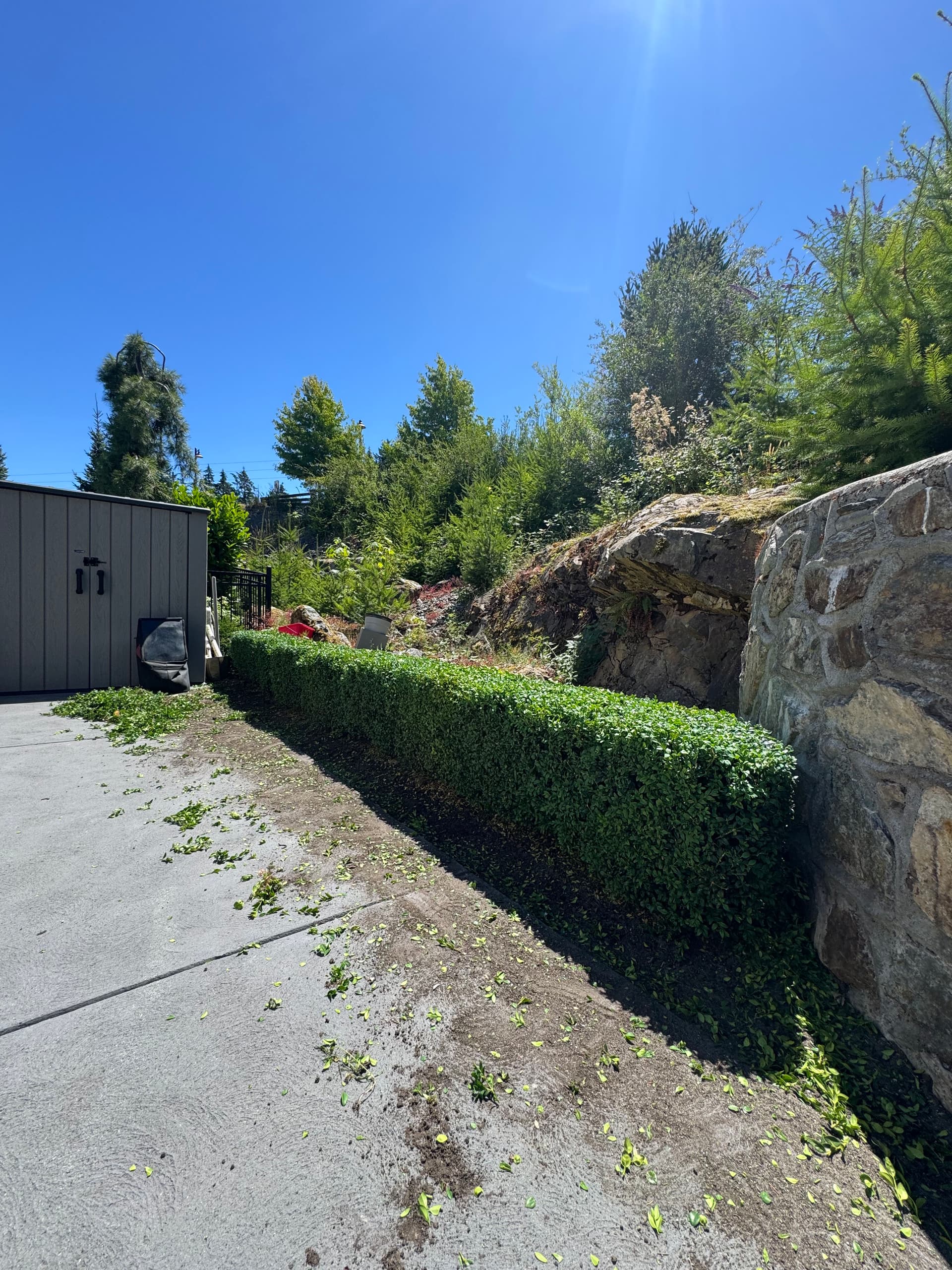 Gallery photos for Clean Hedge Trim Along a Driveway That Needed a Haircut: Image #1