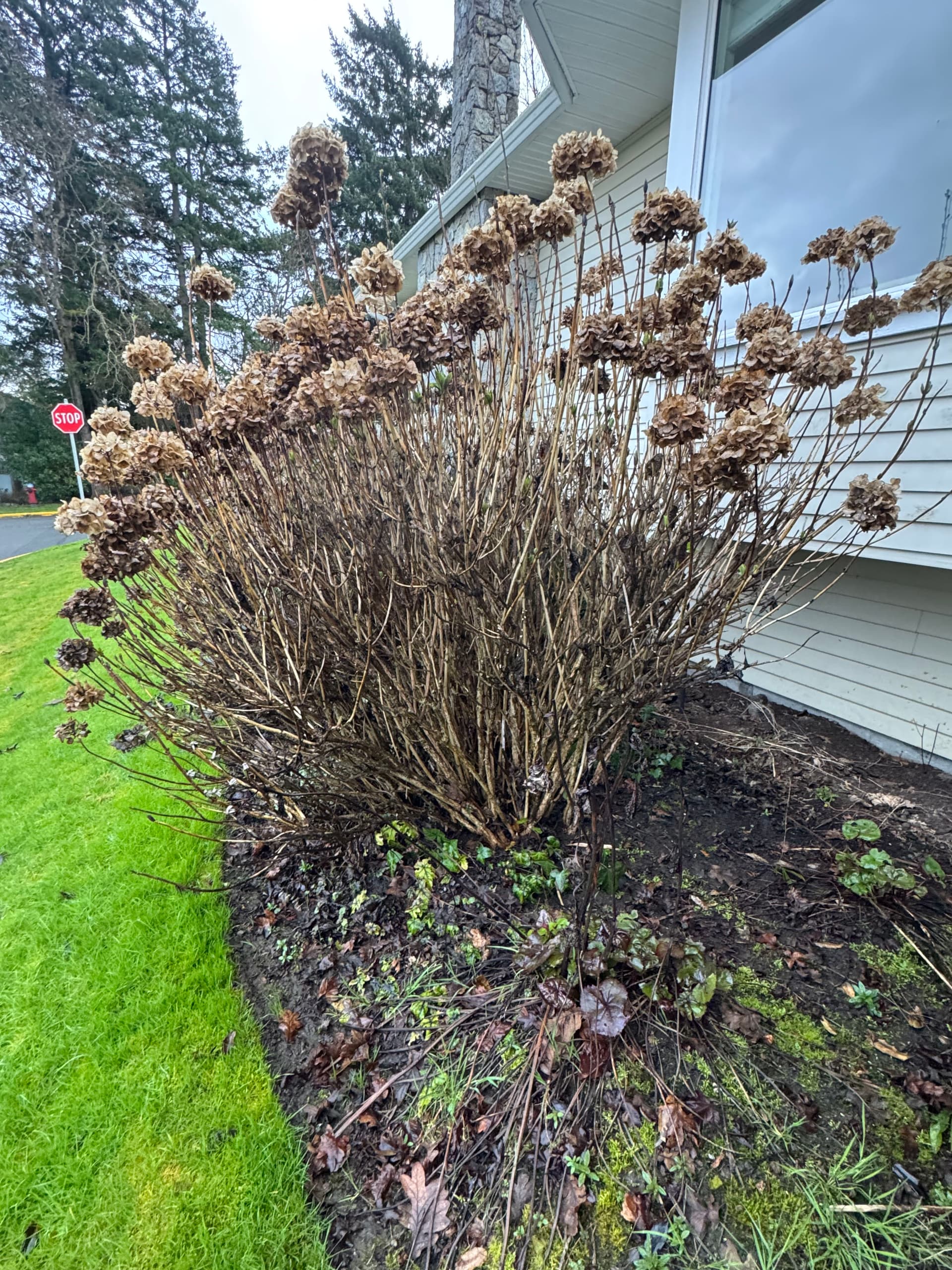 Ready for the Season - Hydrangea Pruning Expertise
