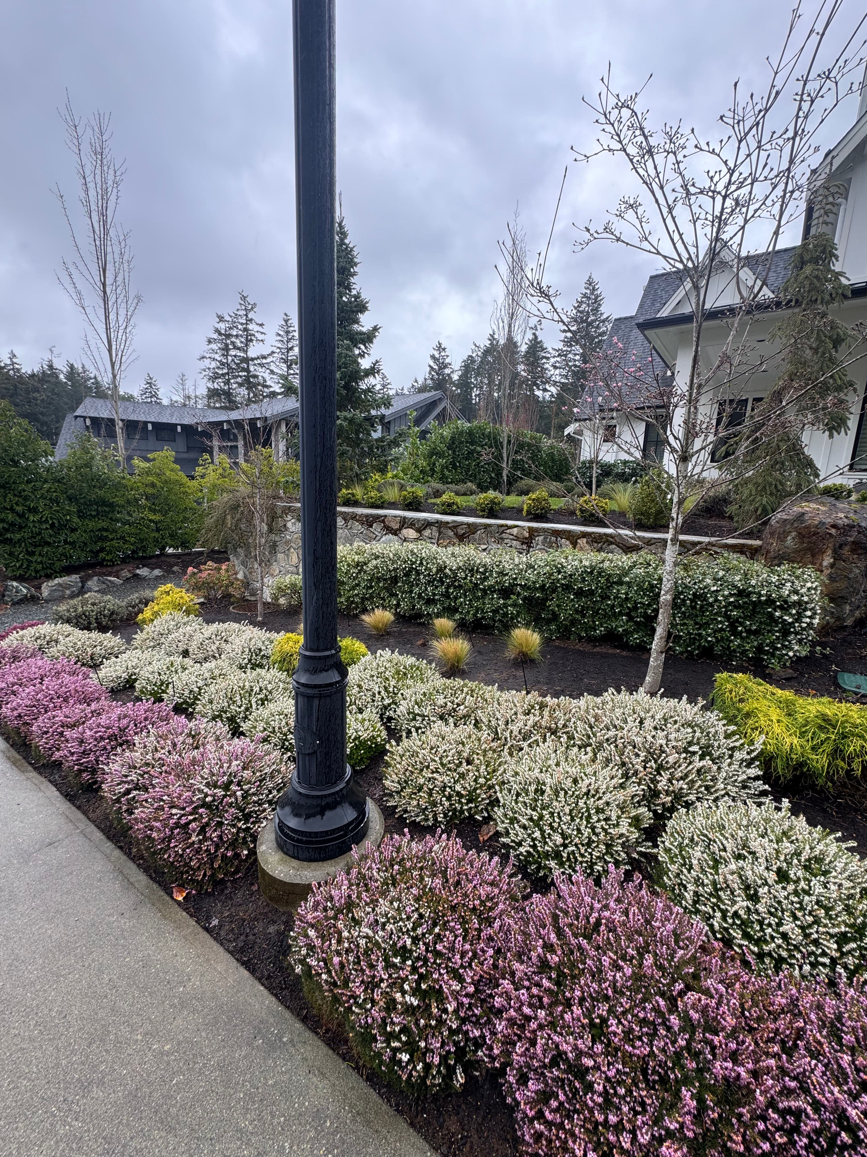 Project Heather in Full Bloom and Healthy Shrubs All Season Long image