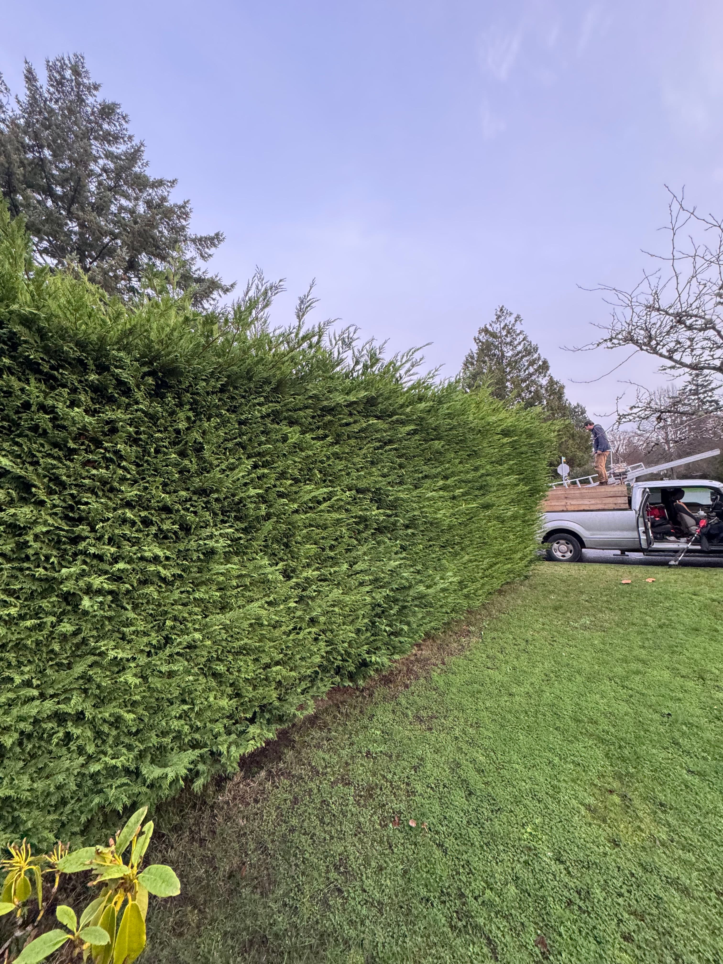 Project Cedar Hedge Makeover by the Friendly Gardener image