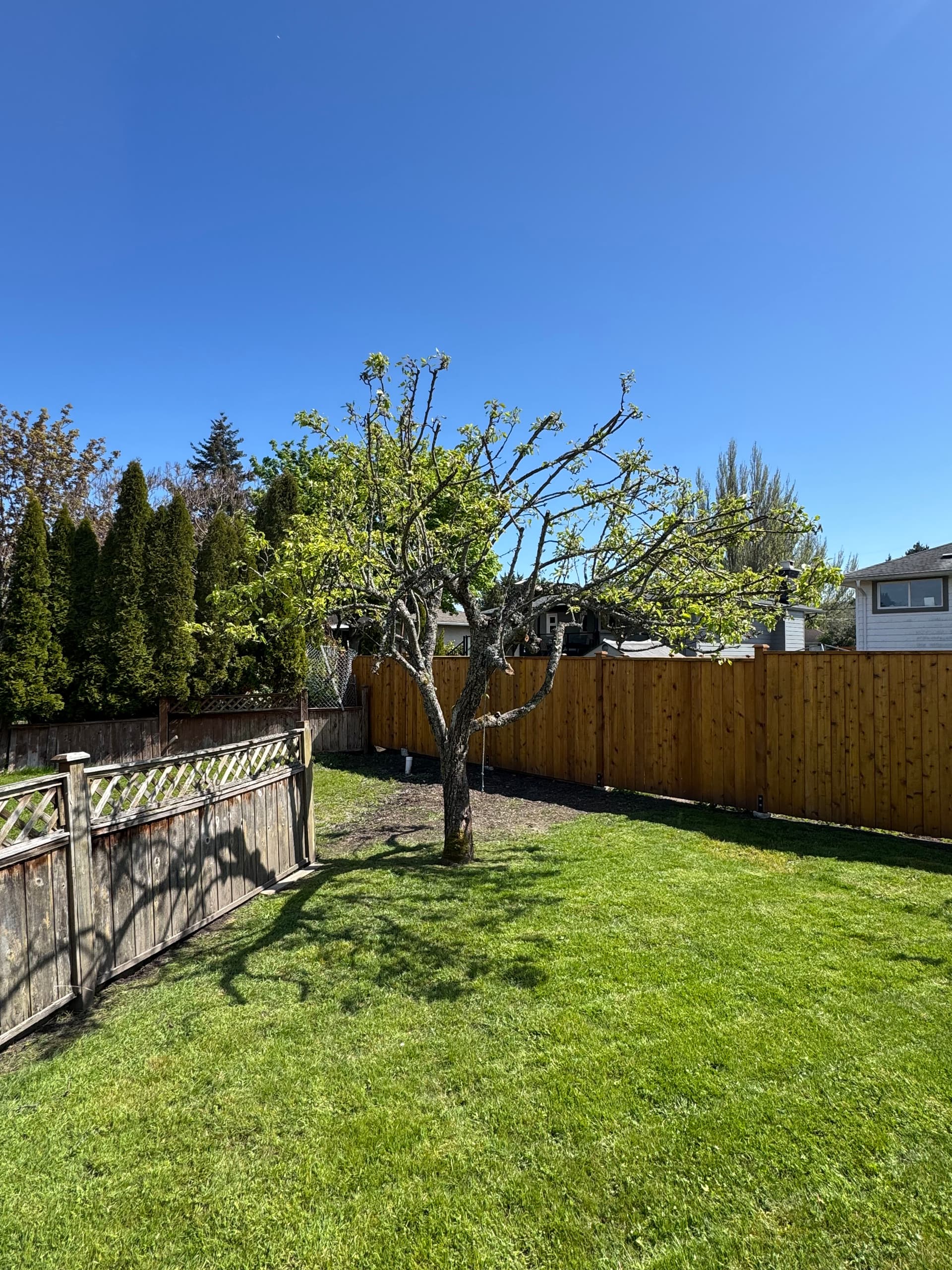 Why a Hard Prune Is Sometimes the Best Thing for a Fruit Tree image