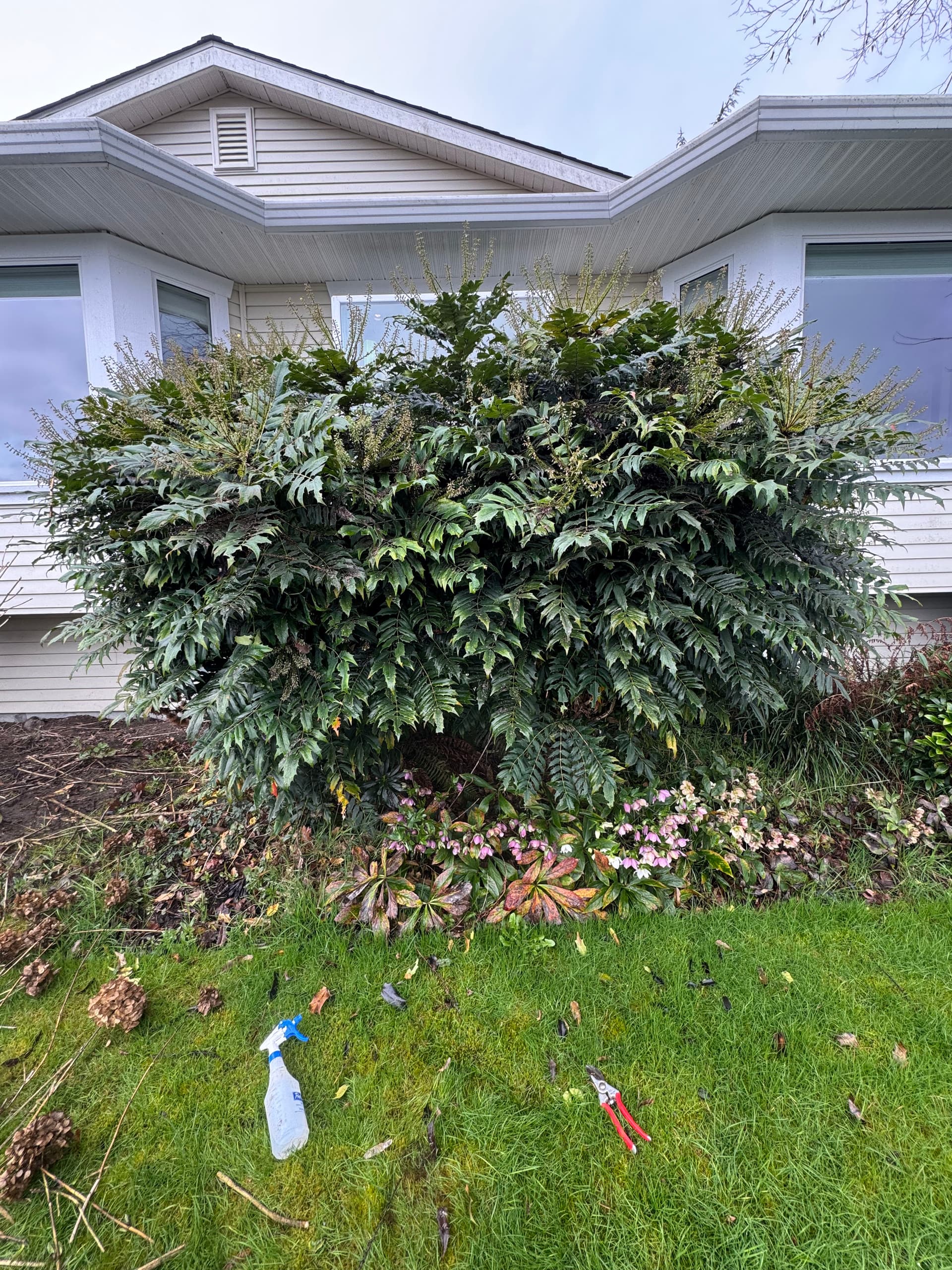 Perfectly Pruned for a Clearer View