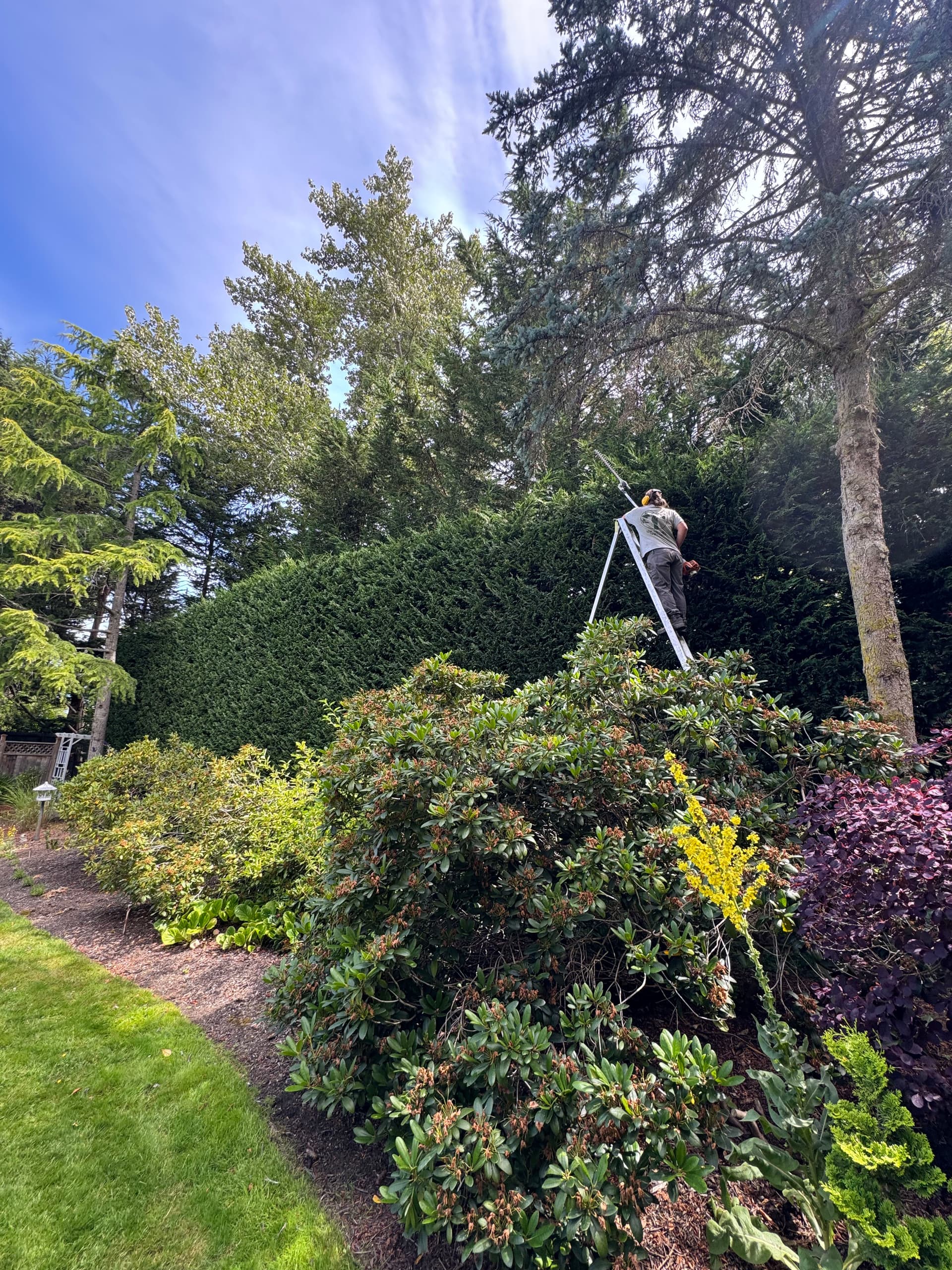 Gallery photos for Big Hedge, Clean Finish - Hedge Trimming Done Right: Image #2