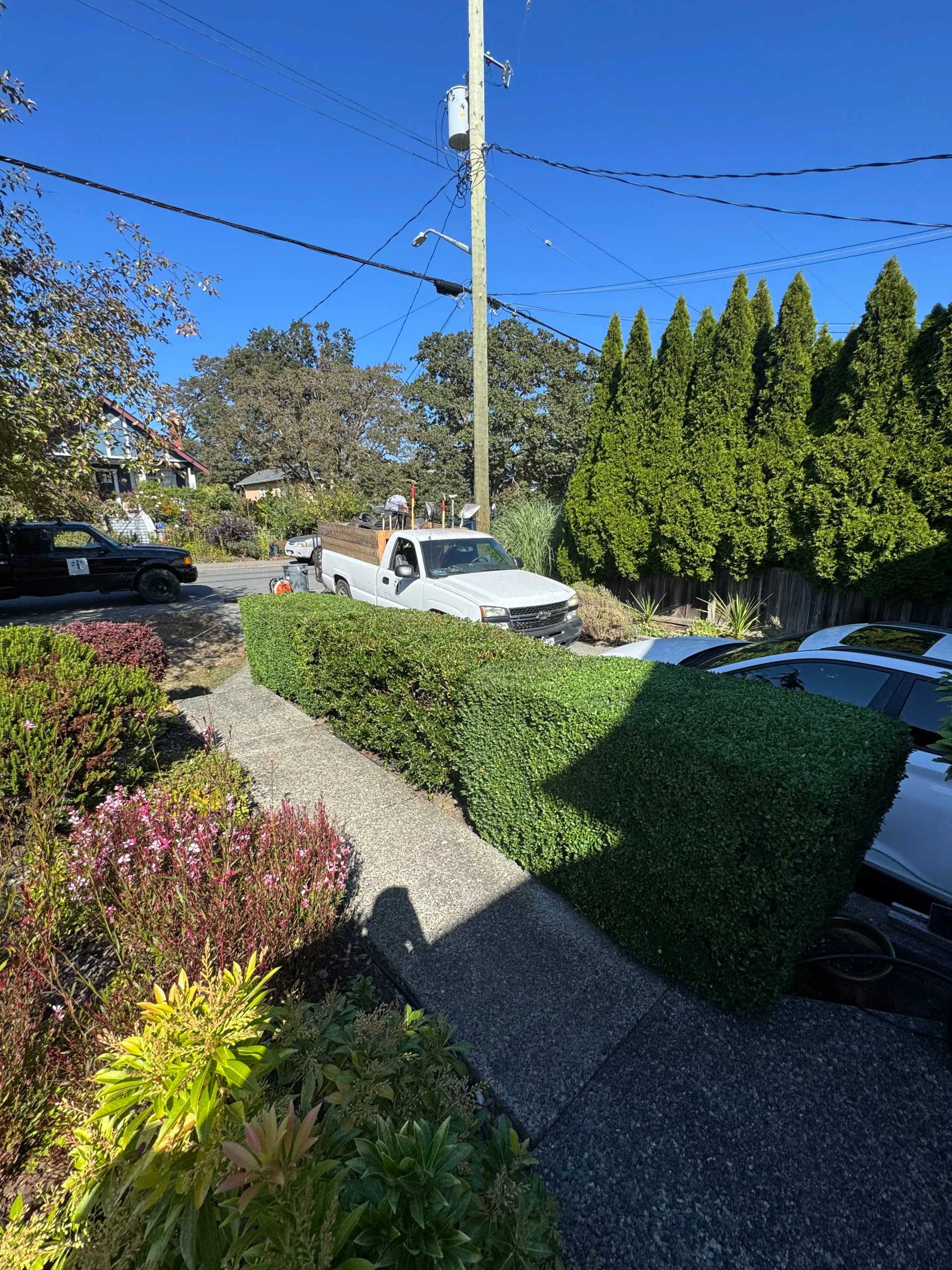 Tight Box Hedge Trim That Makes a Front Garden Pop image