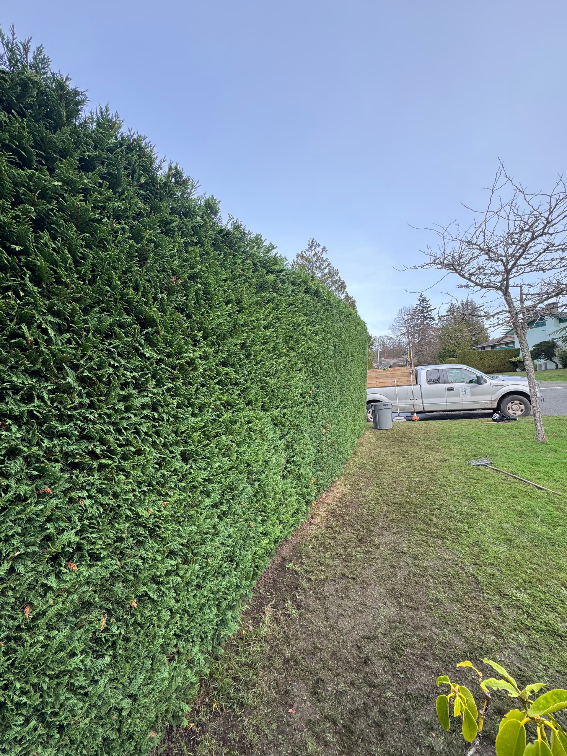 Gallery photos for Cedar Hedge Makeover by the Friendly Gardener: Image #1
