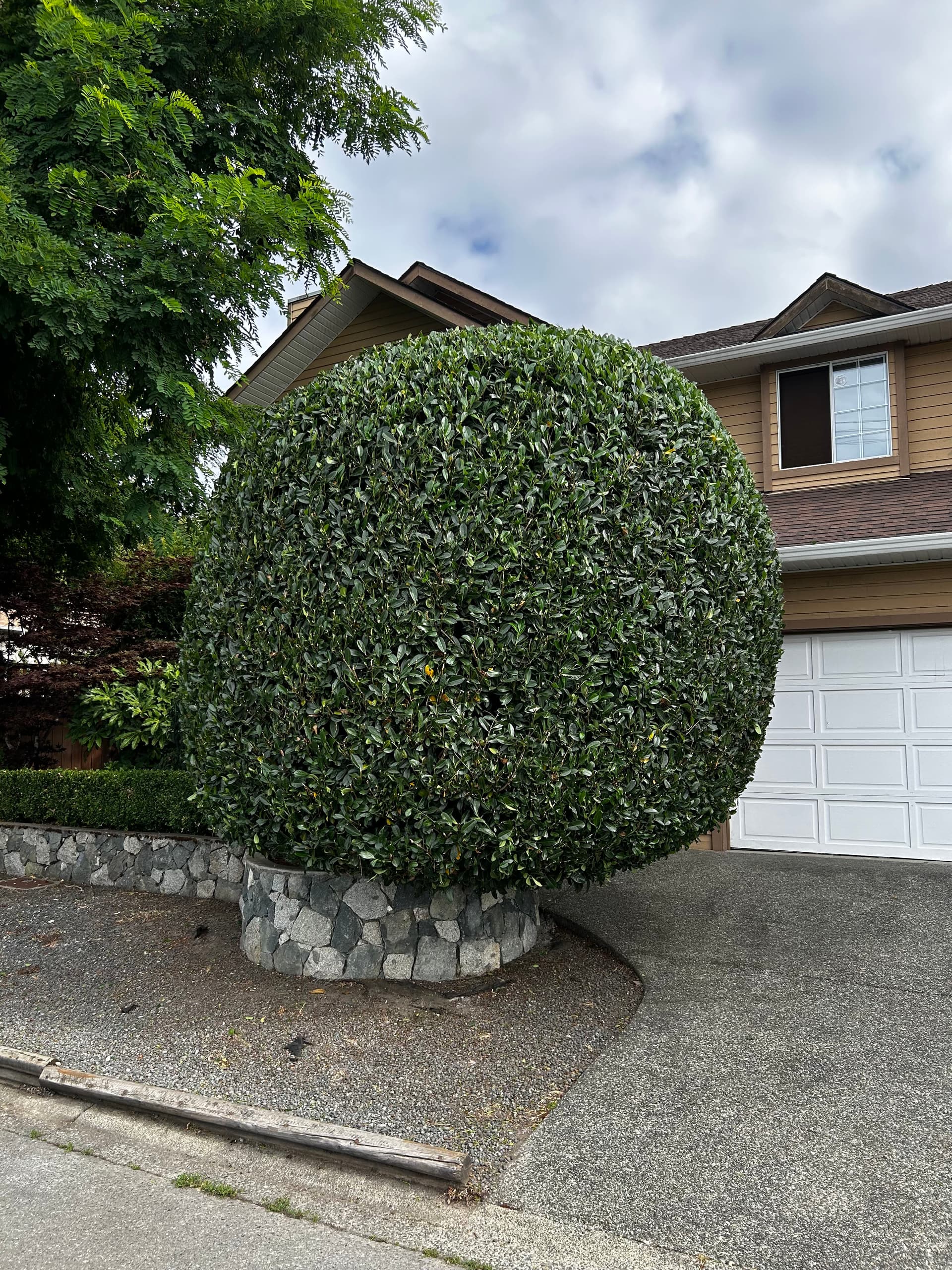 Hedge Trimming in Moore That Actually Makes a Difference image