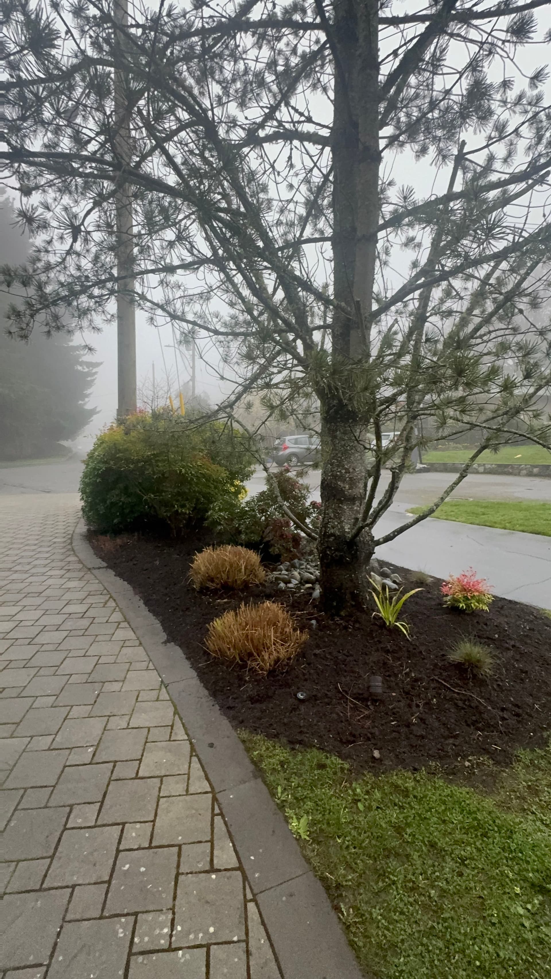 Gallery photos for Creating Calm: Misty Morning Garden Design: Image #1