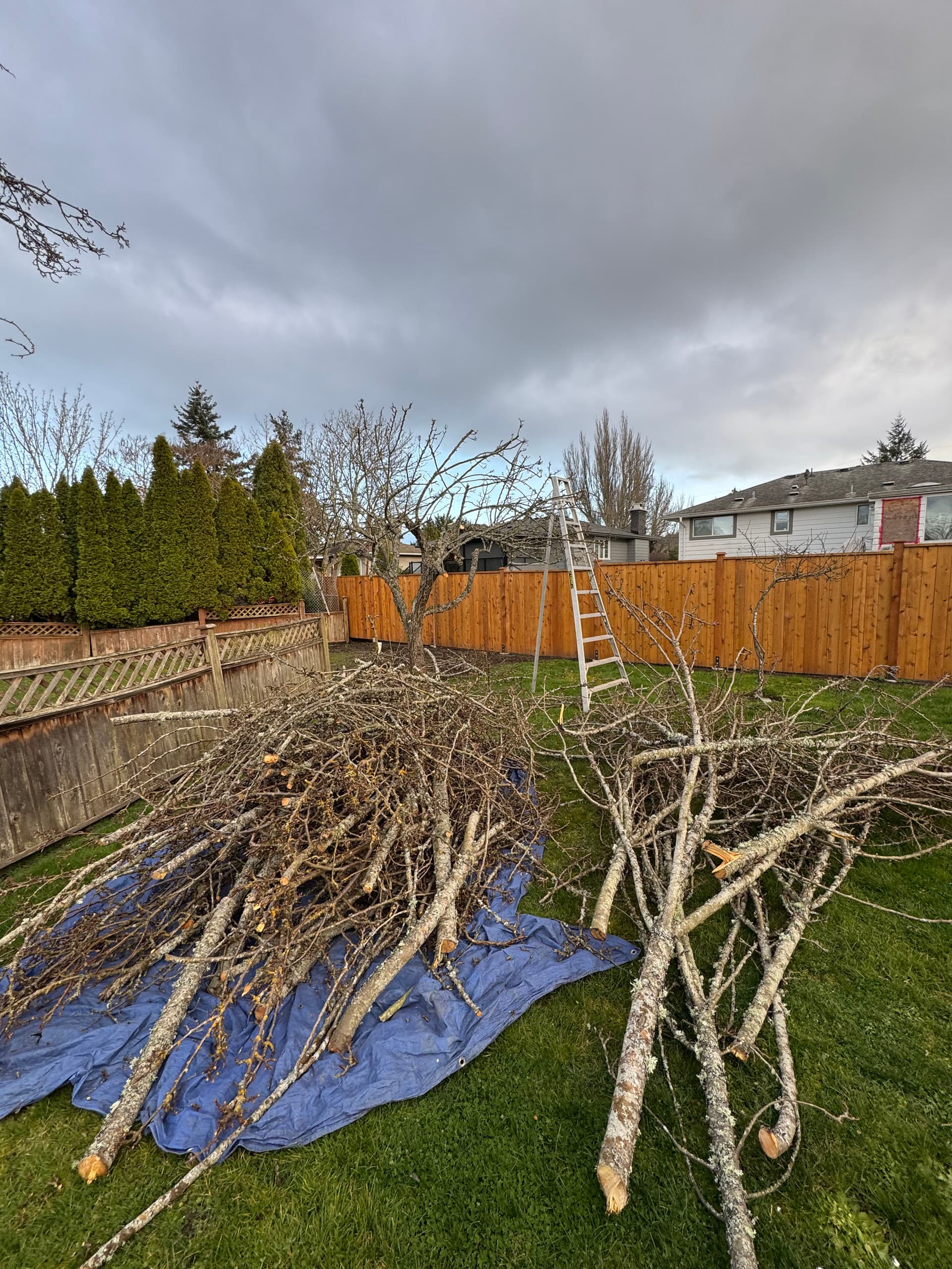 Gallery photos for Tree Trimming Journey for a Healthier Garden: Image #2