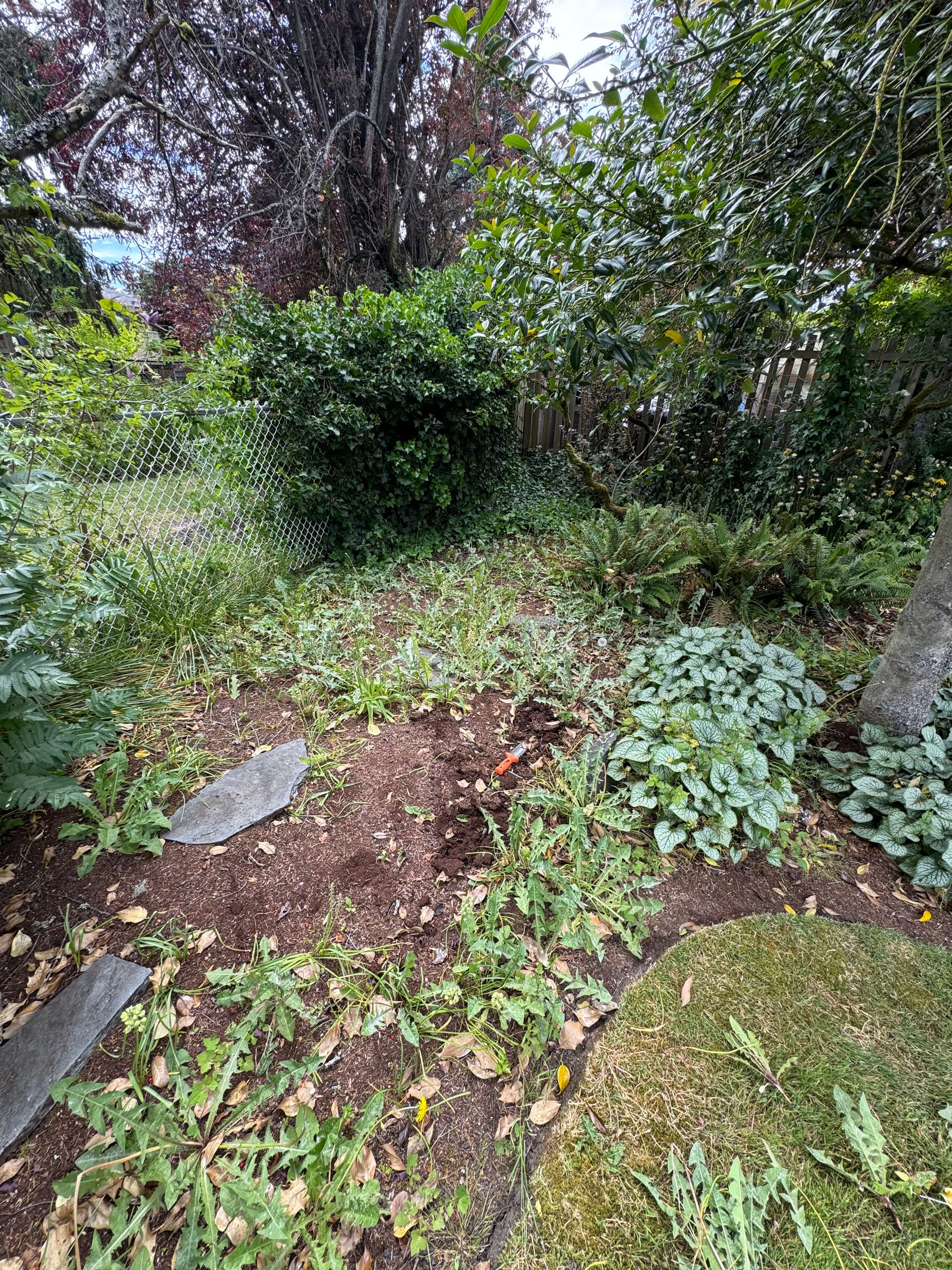 Before and After Garden Bed Cleanup That Made a Real Difference image