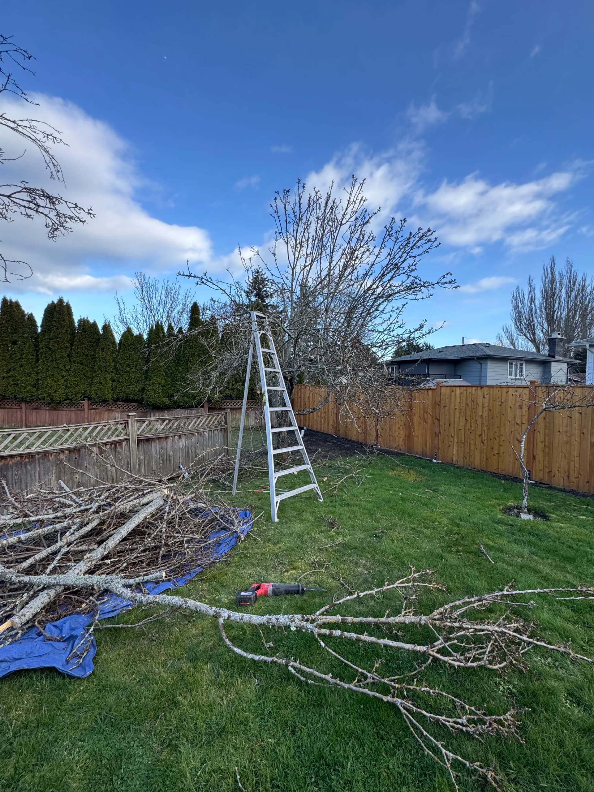 Gallery photos for Hard Pruning a Fruit Tree That Needed a Reset: Image #2