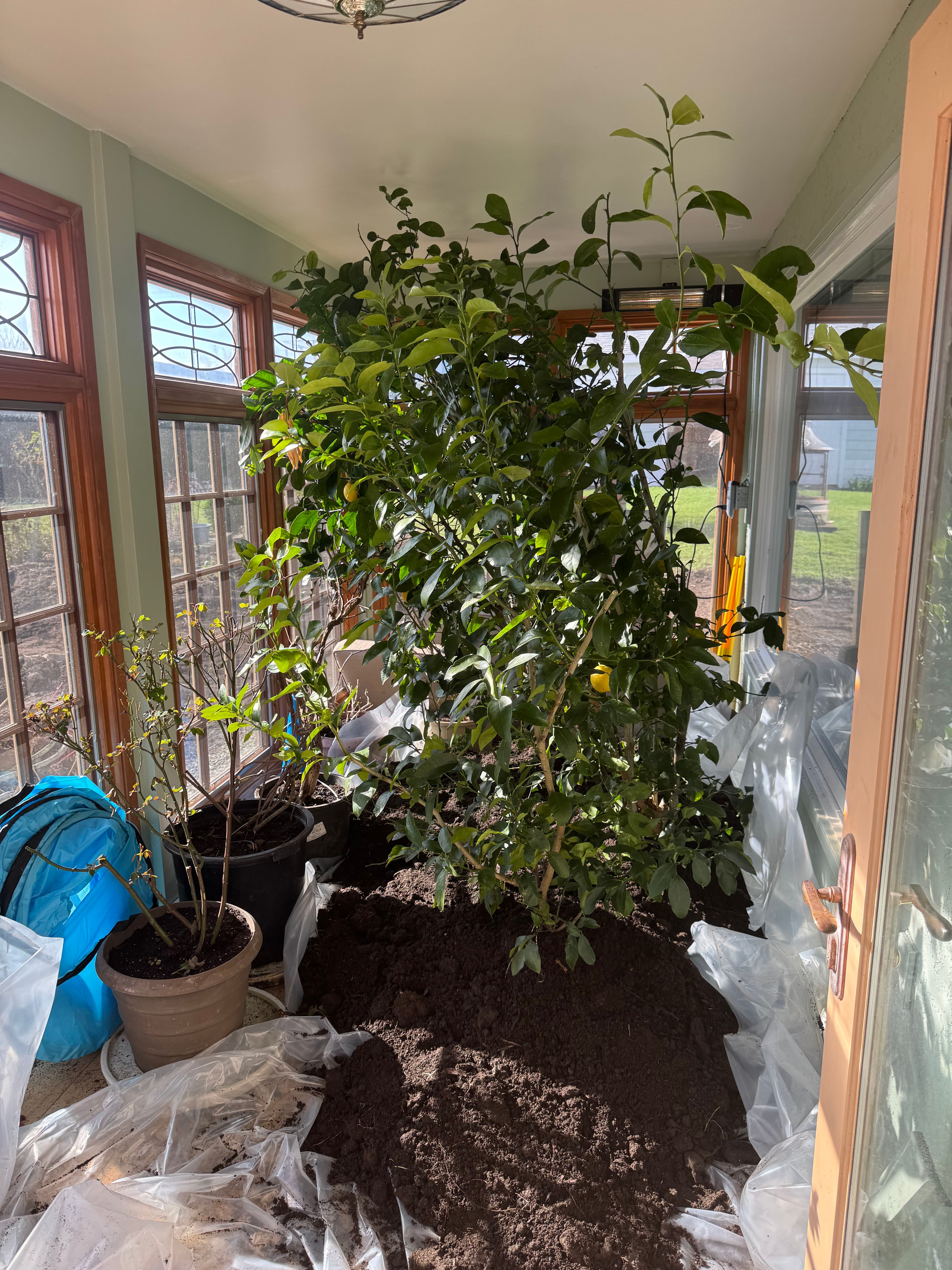 Project Successful Indoor Lemon Tree Transplant image