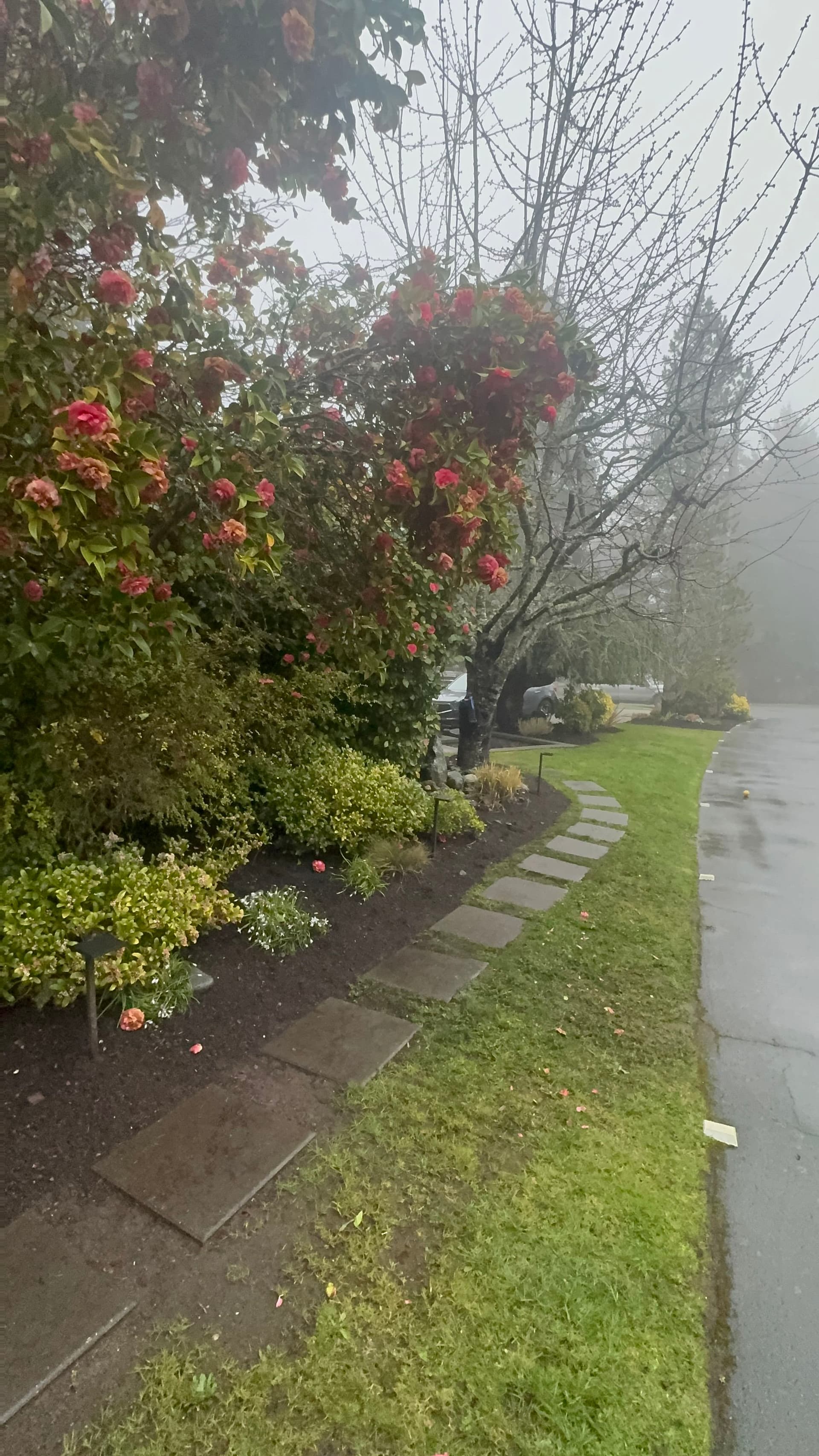 Gallery photos for Creating Calm: Misty Morning Garden Design: Image #2