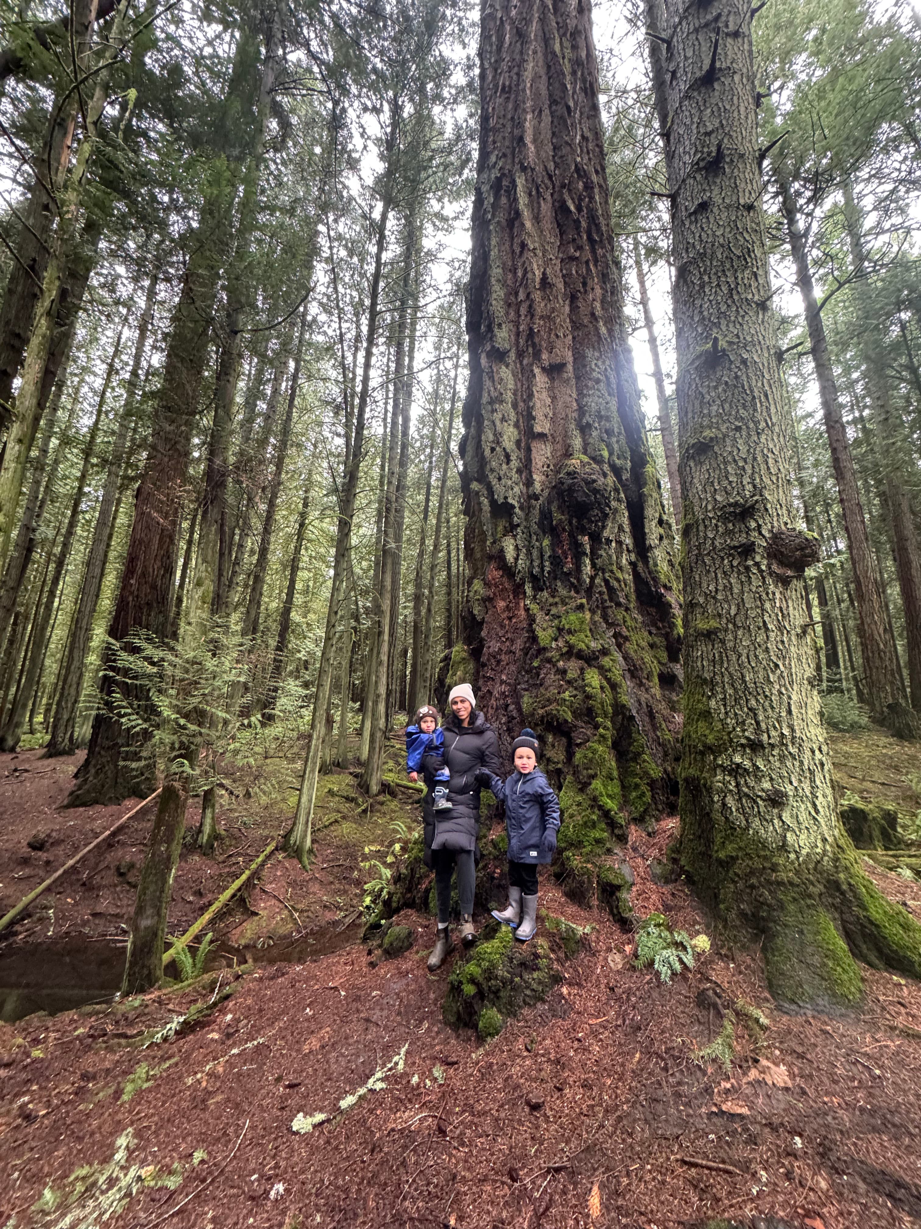 Project Holiday Break Amidst Nature's Beauty image